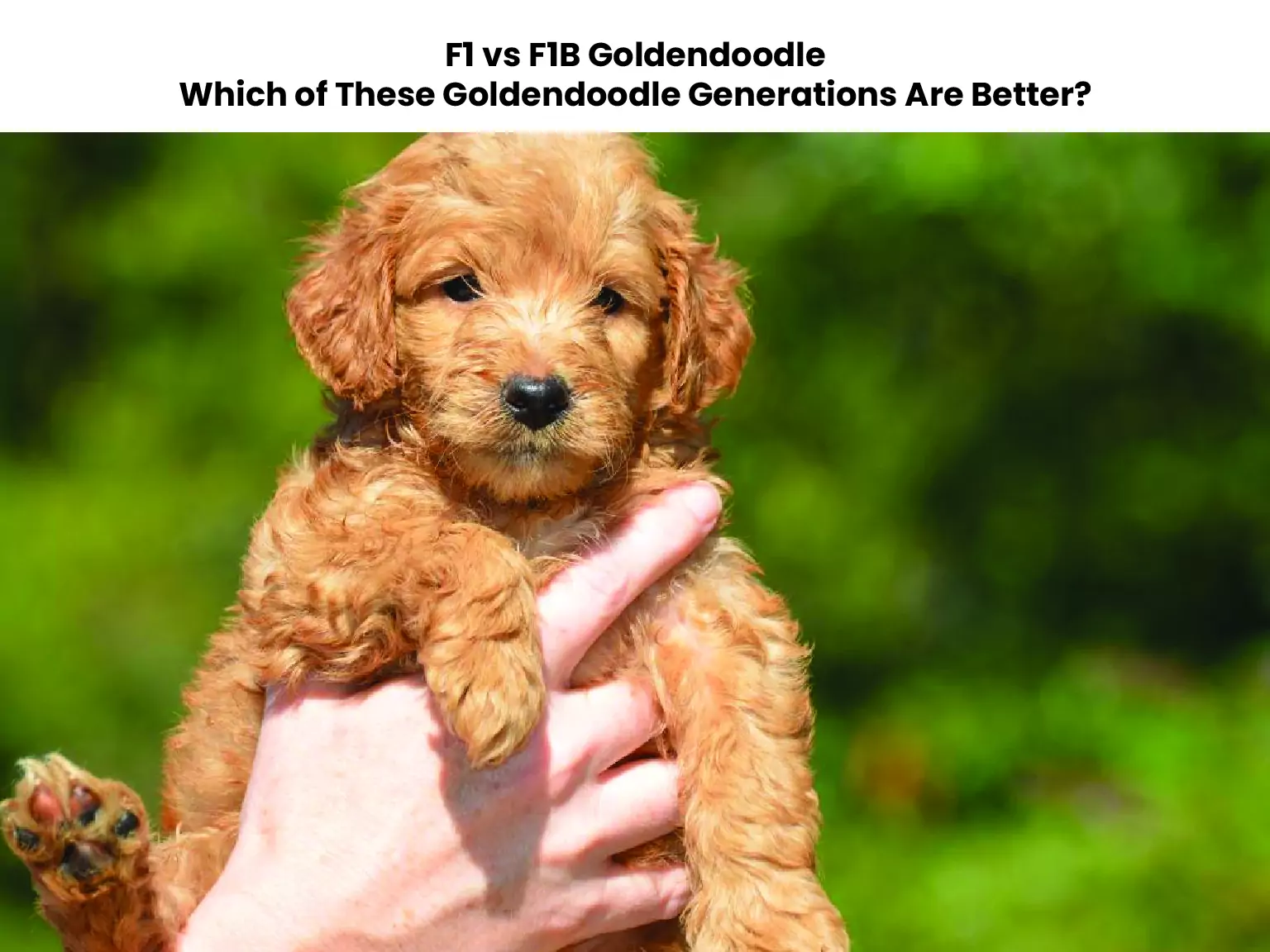 F1 vs F1B Goldendoodle: Which of These Goldendoodle Generations Are Better?