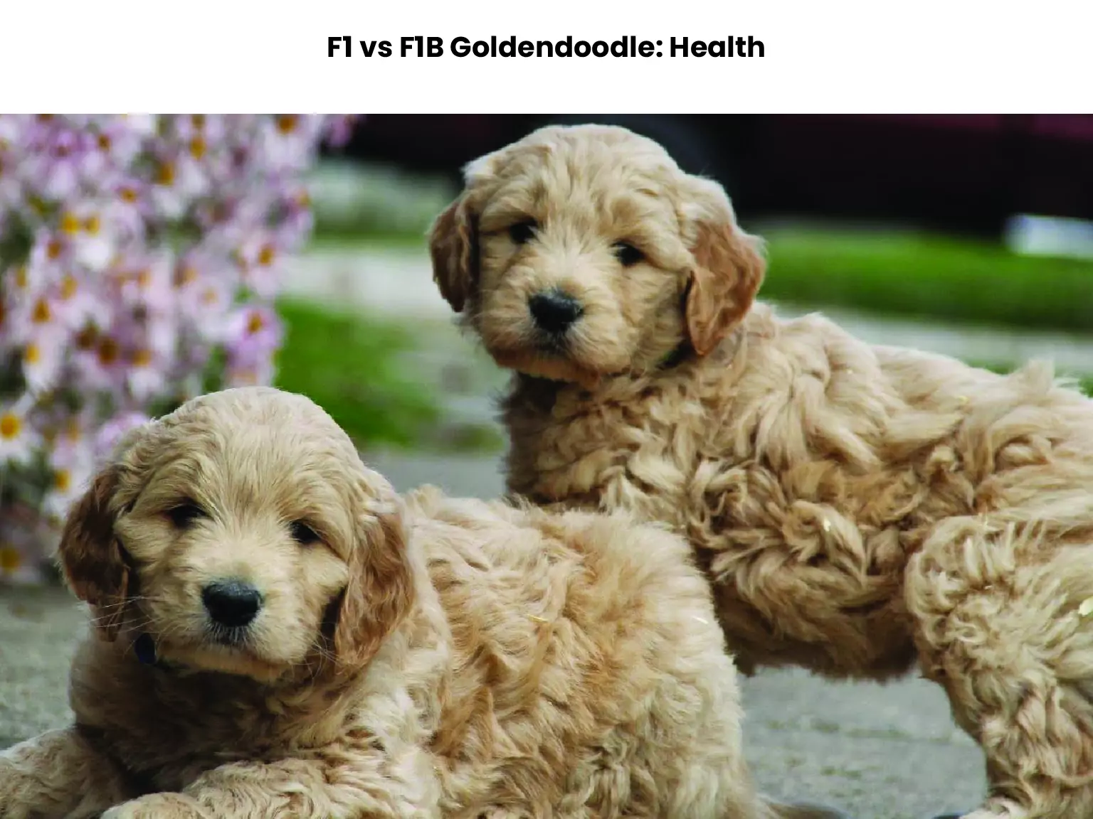 F1 vs F1B Goldendoodle: Health 