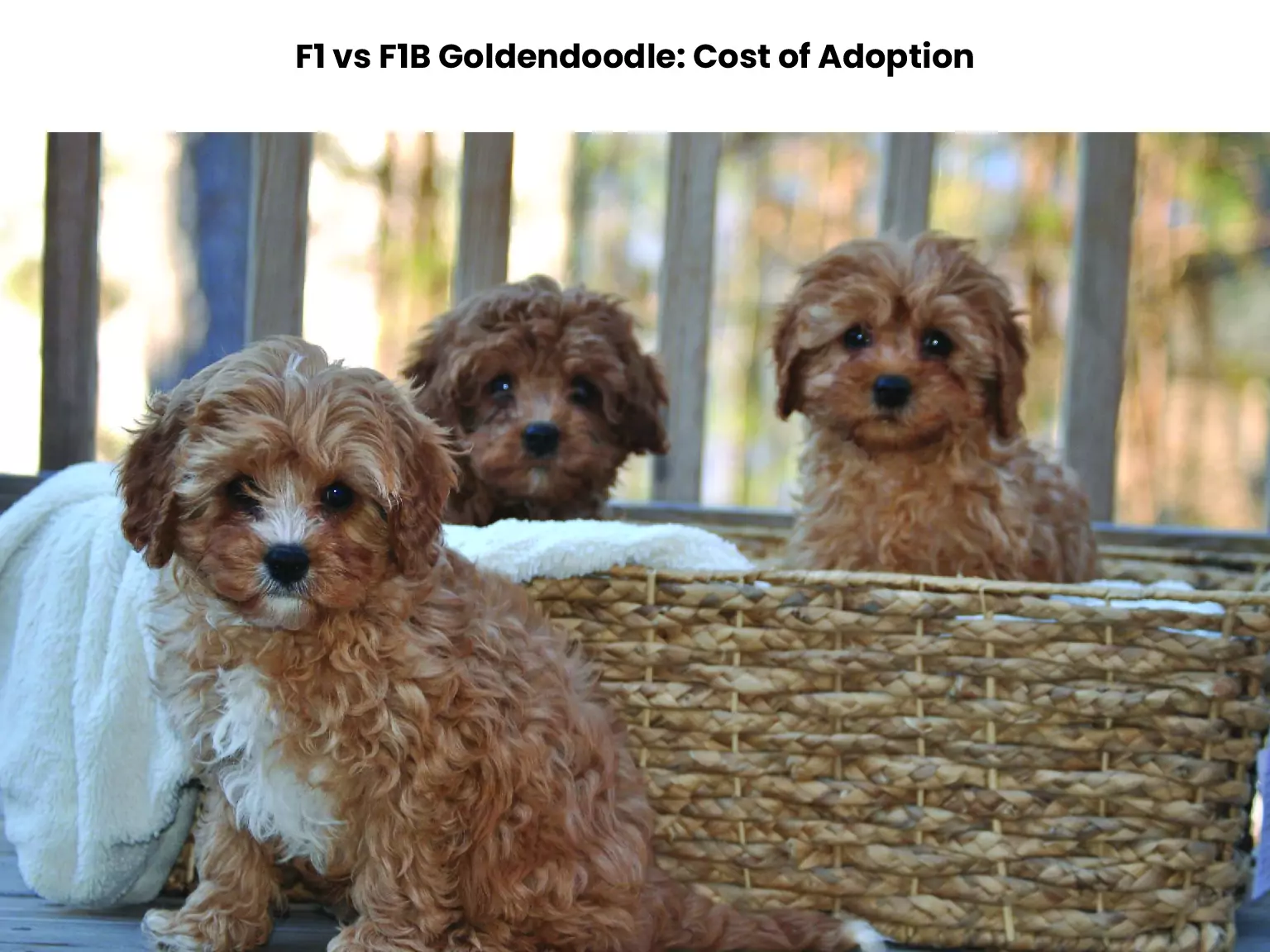 F1 vs F1B Goldendoodle: Cost of Adoption 