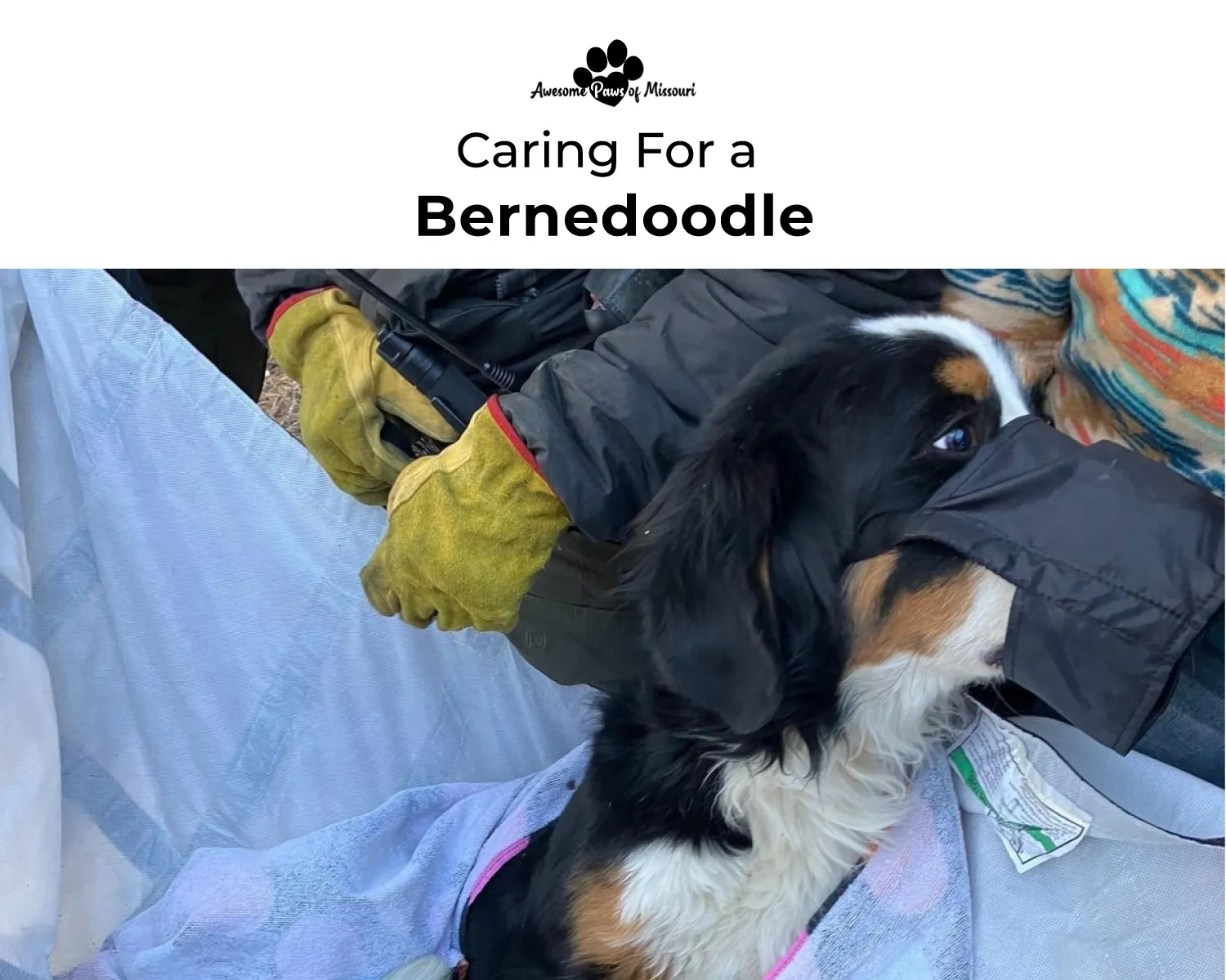 Caring For a Bernese Mountain Dog