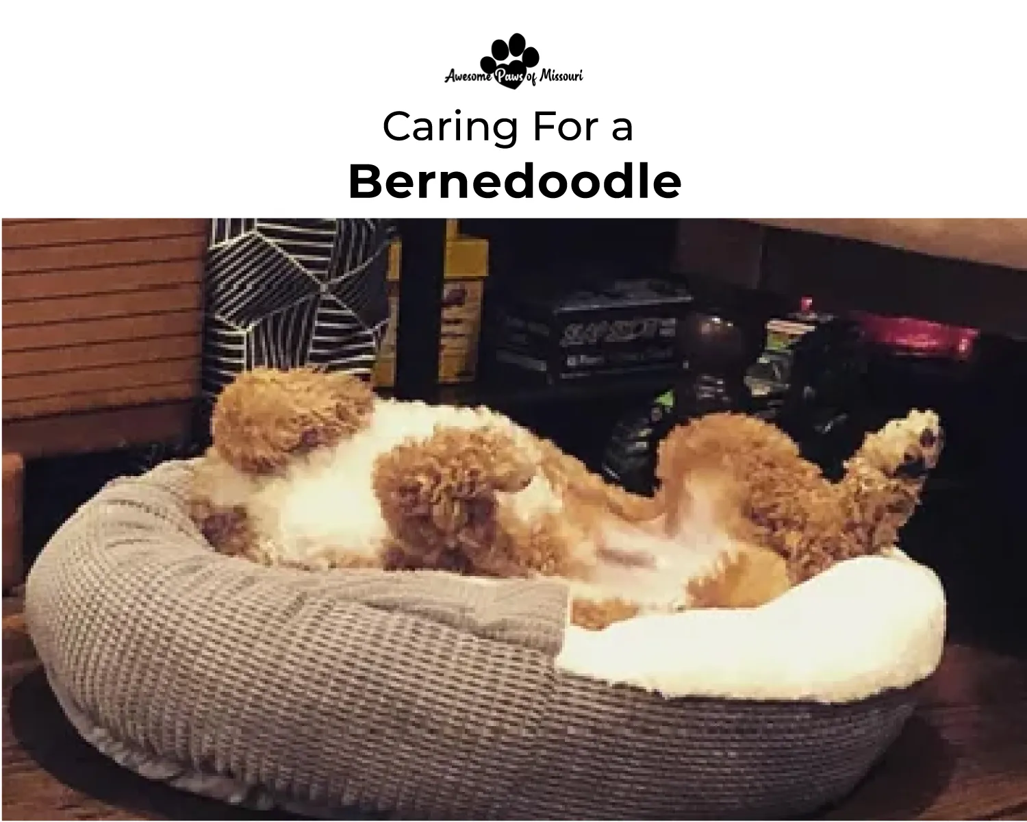 Caring For a Bernedoodle 