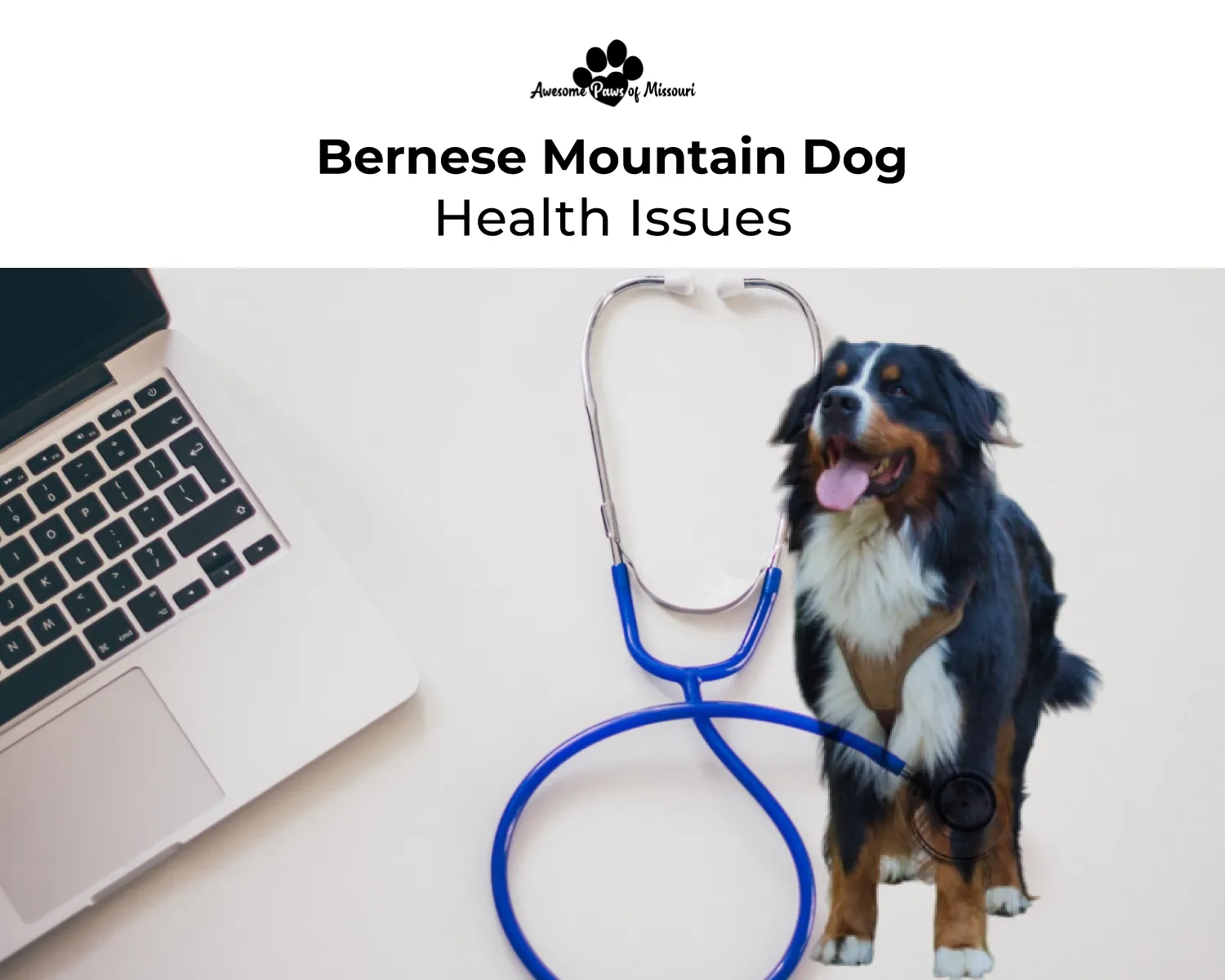 Bernese Mountain Dog Health Issues