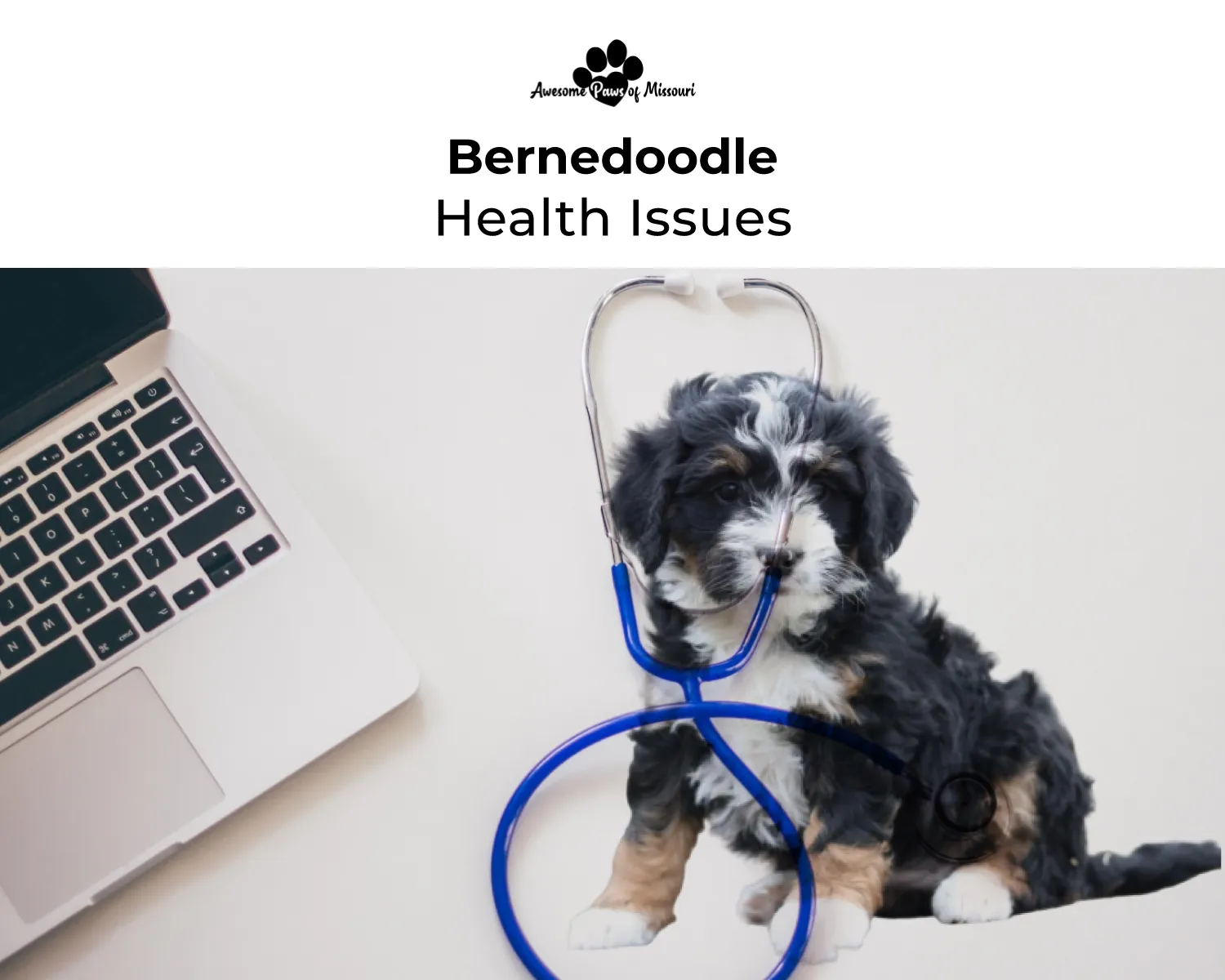 Bernedoodle Health Issues