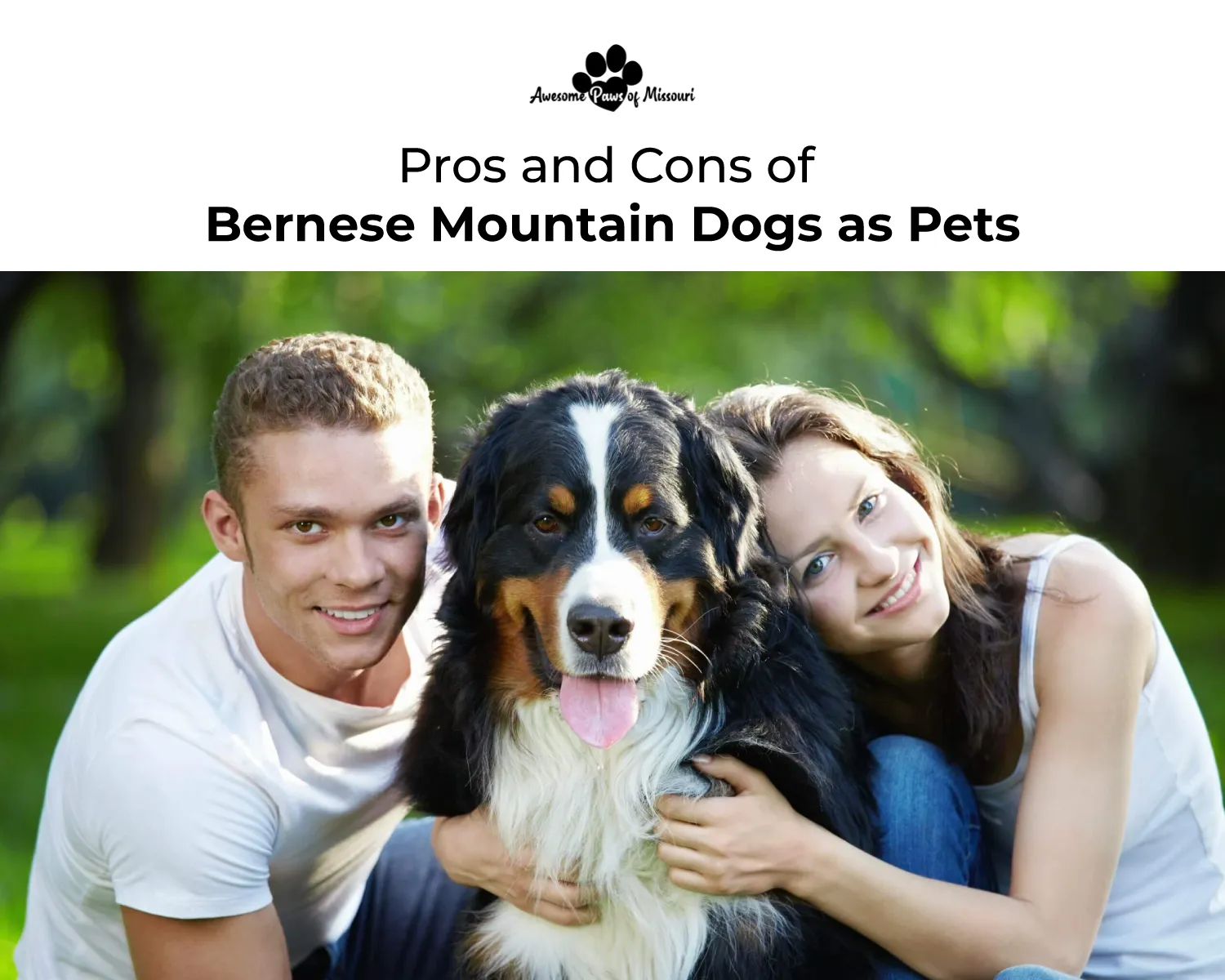 Pros and Cons of Bernese Mountain Dogs as Pets