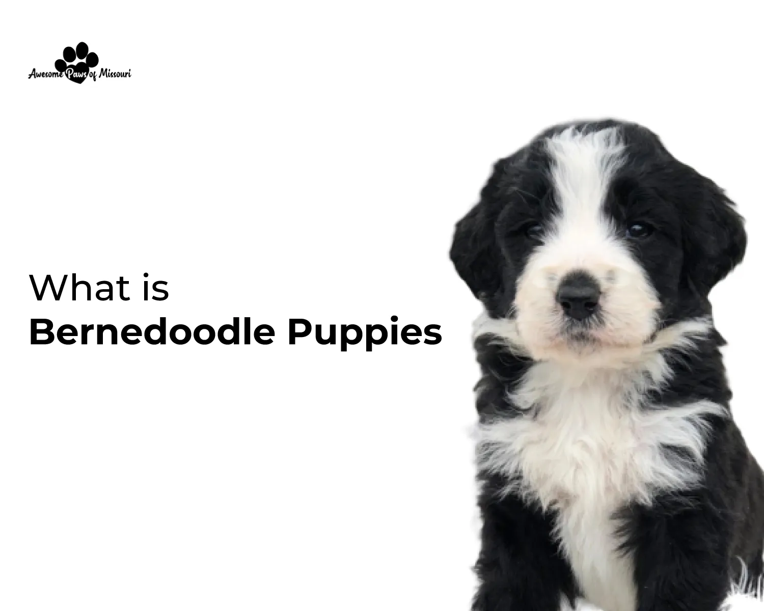 What is a Bernedoodle?