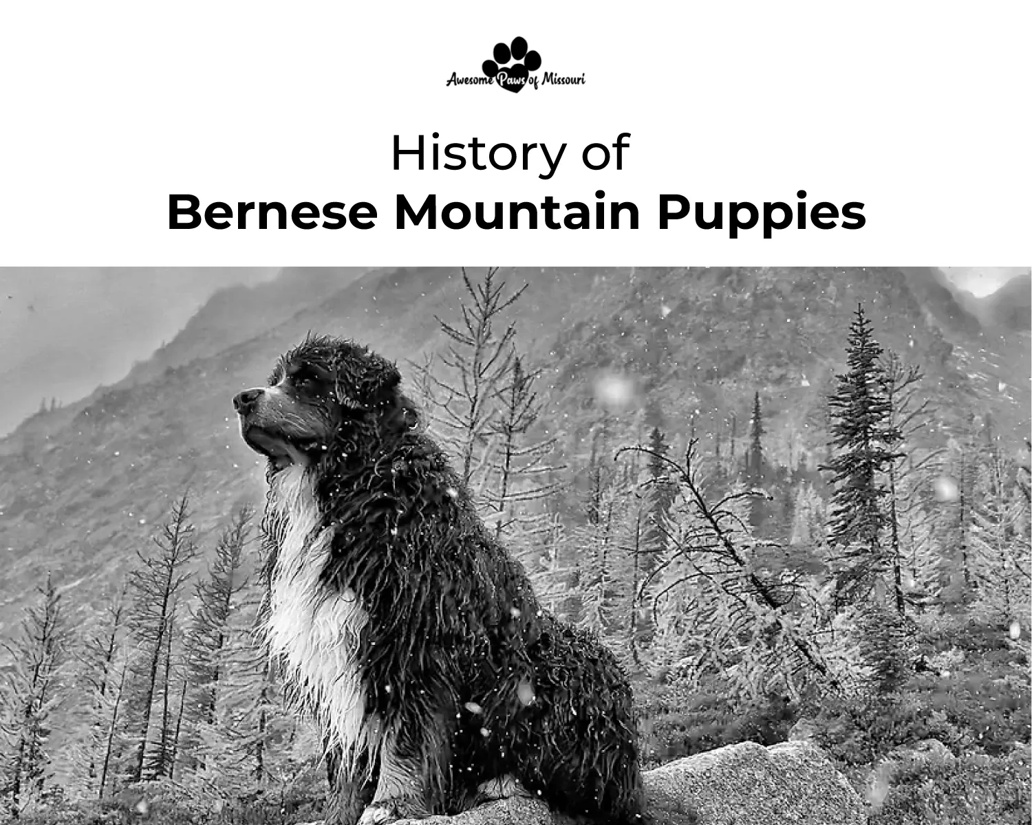 History of Bernese Mountain Puppies