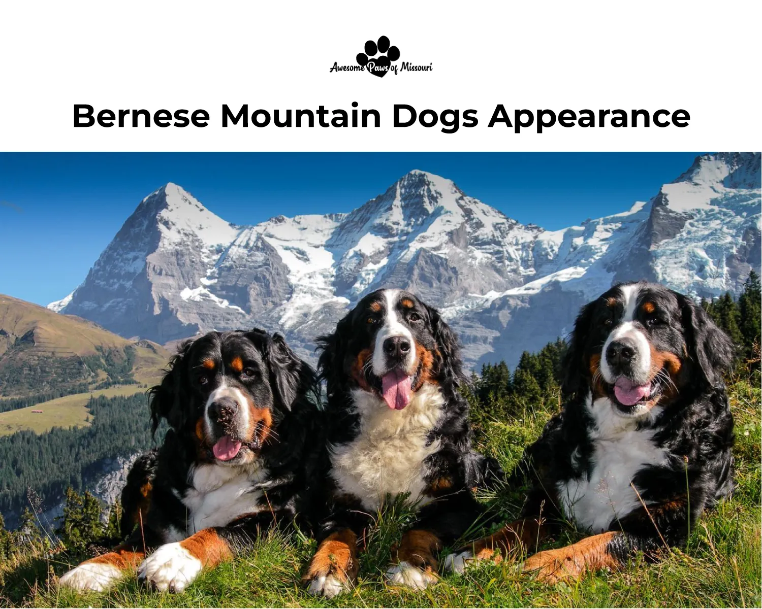 Bernese Mountain Dogs Appearance