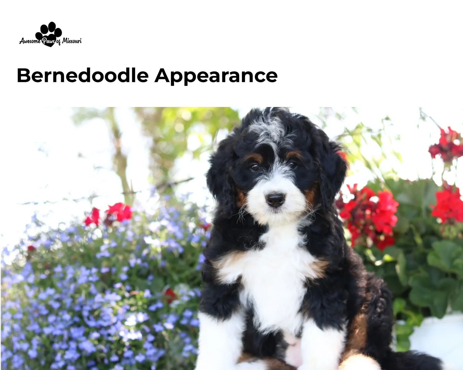 Bernedoodle Appearance