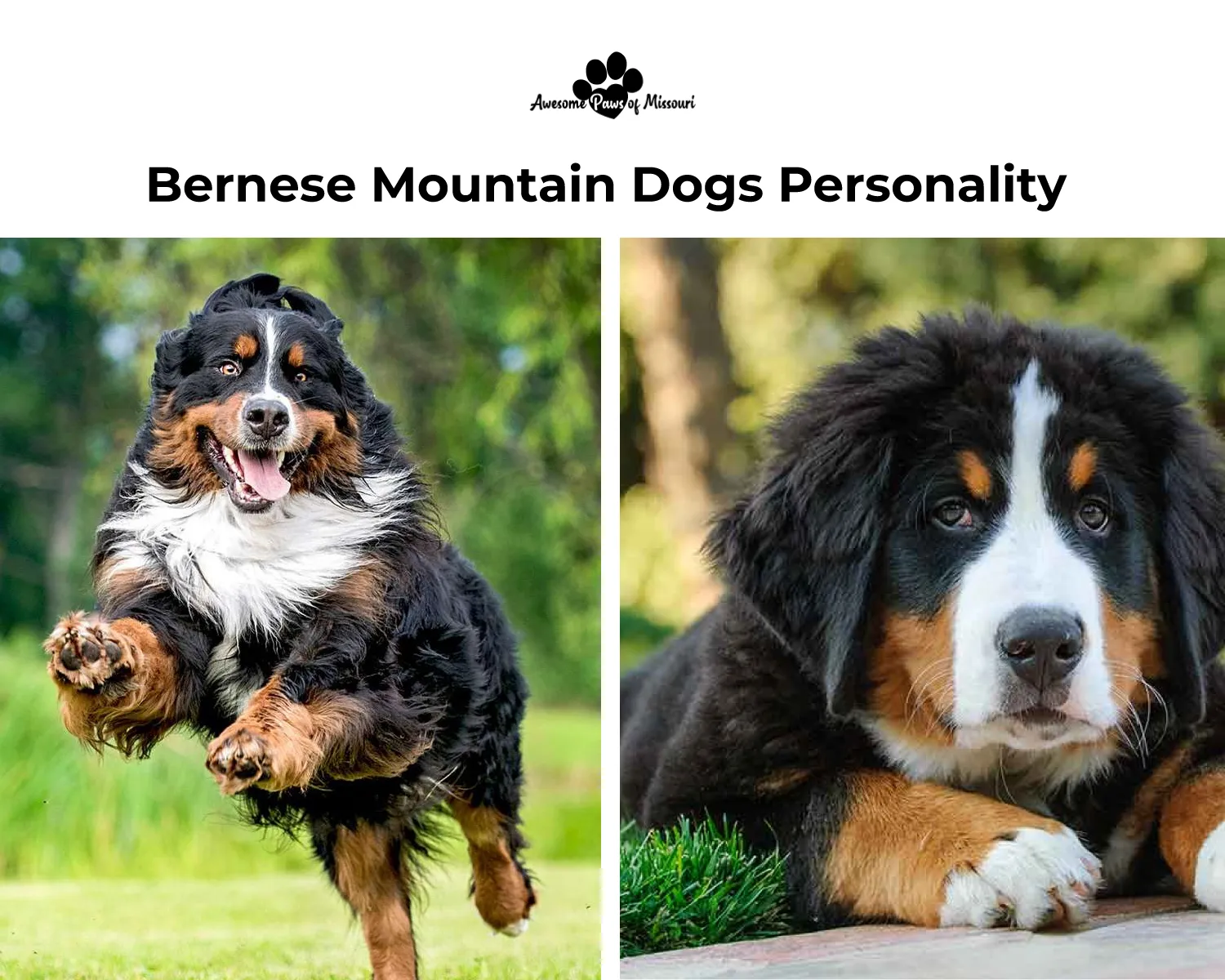 Bernese Mountain Dogs Personality 