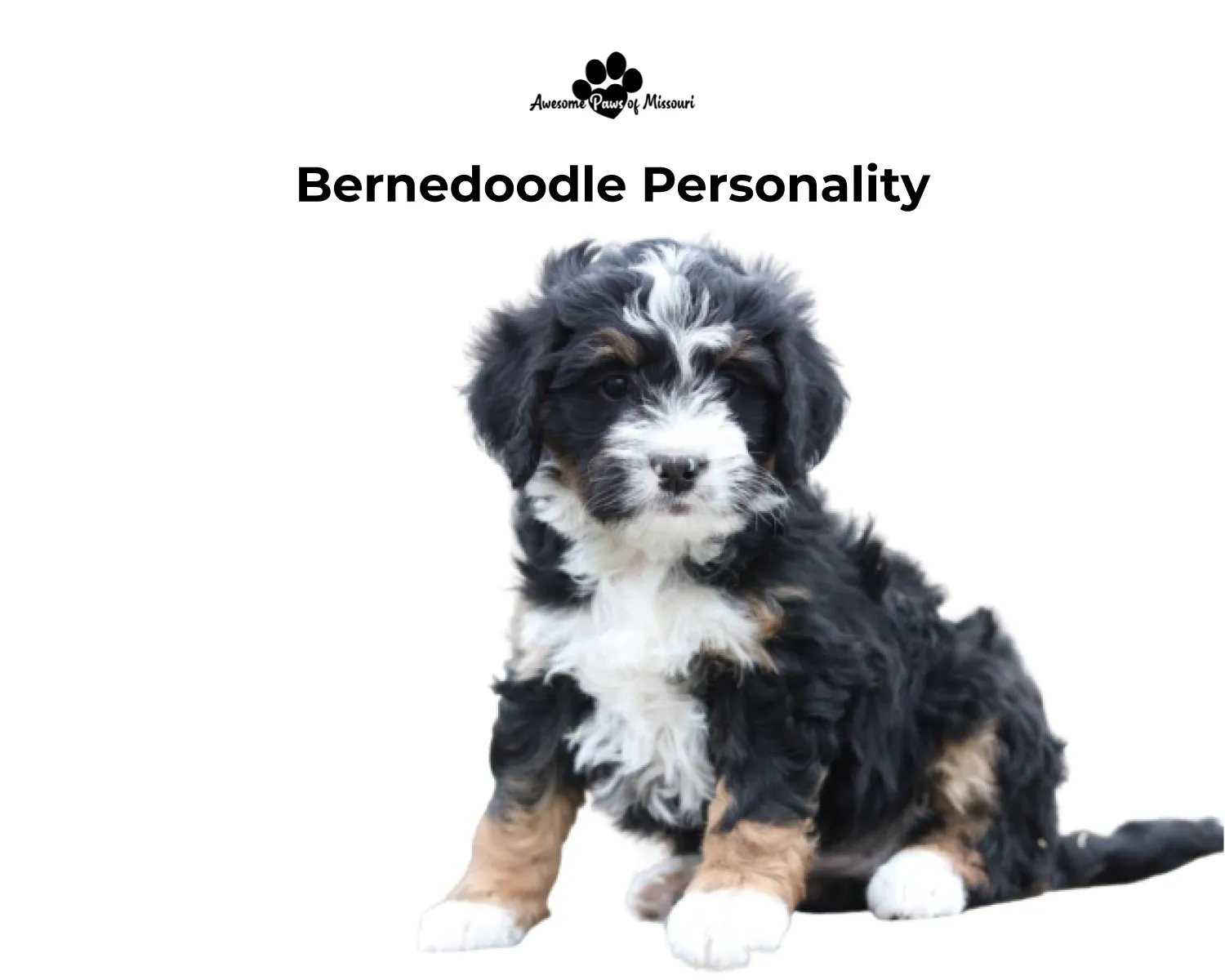 Bernedoodle Personality 