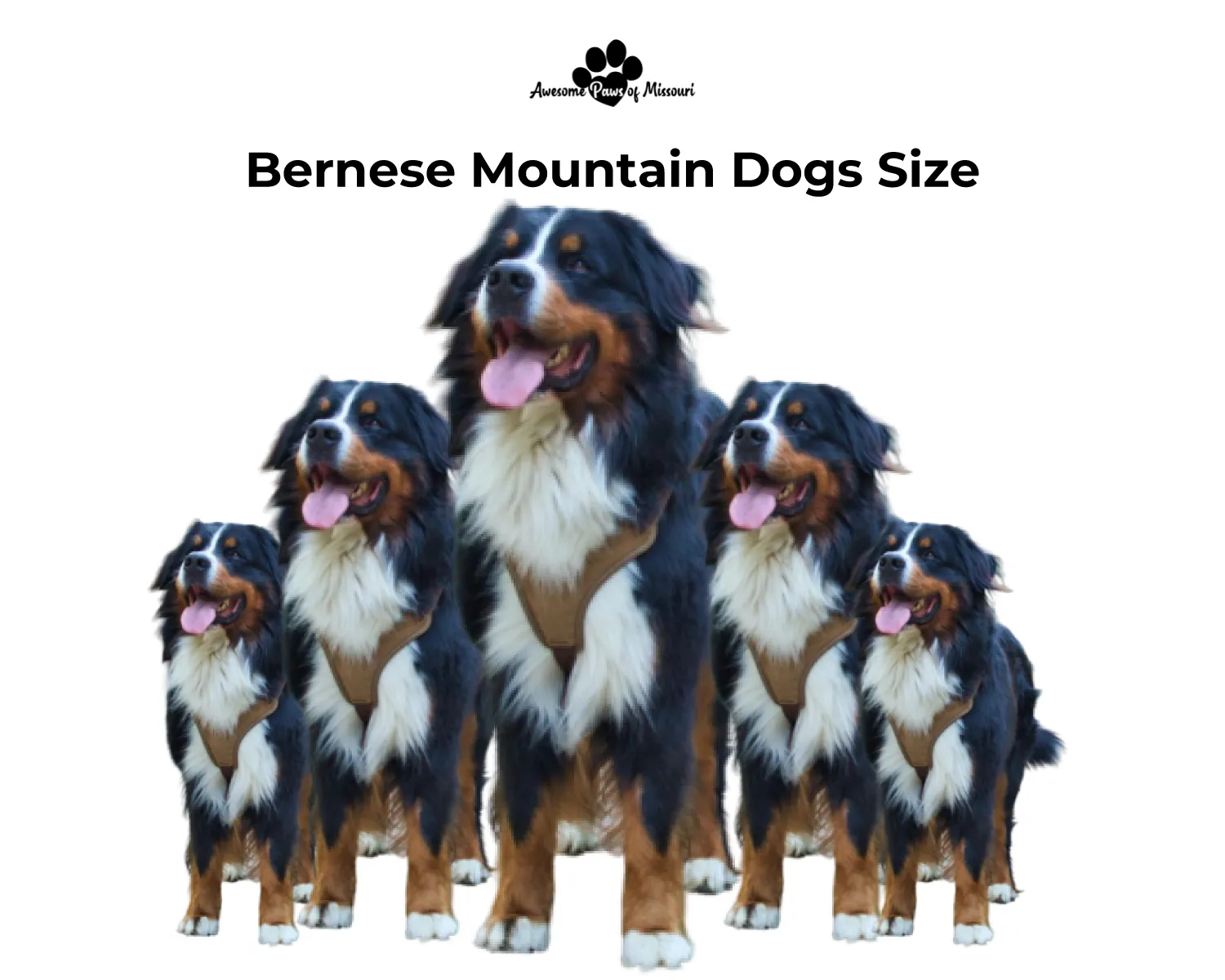 Bernese Mountain Dogs Size