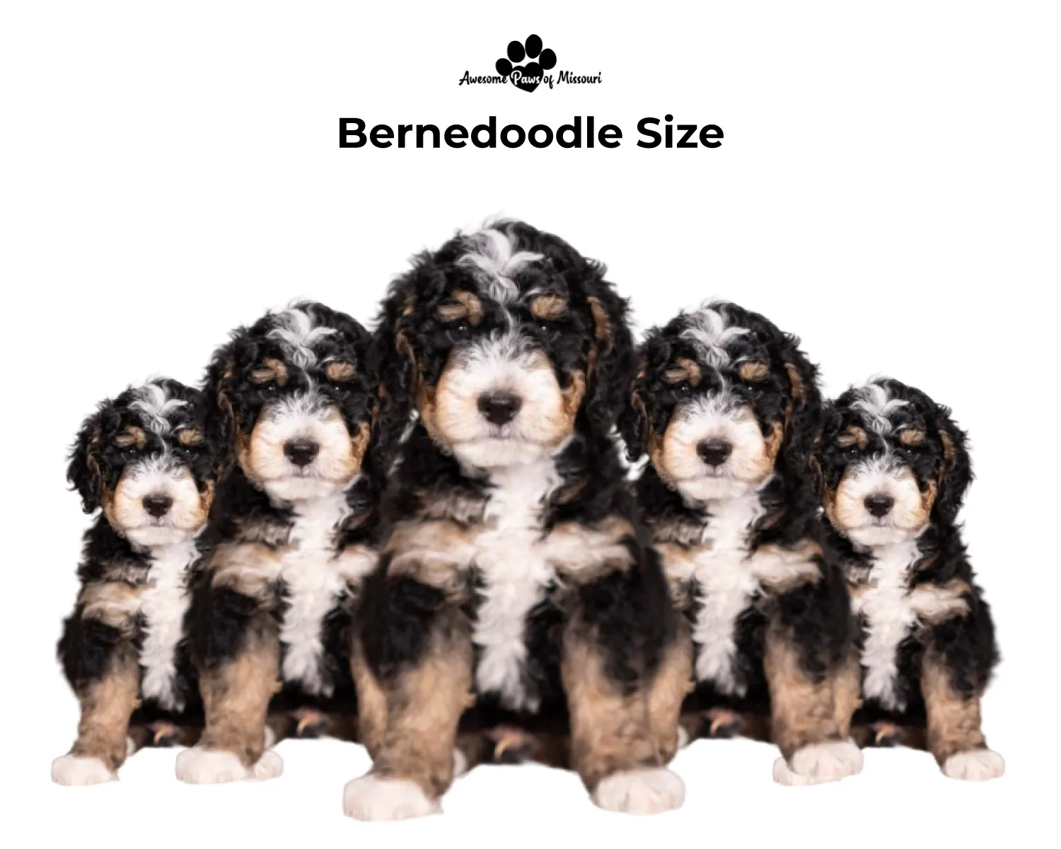 Bernedoodle Size