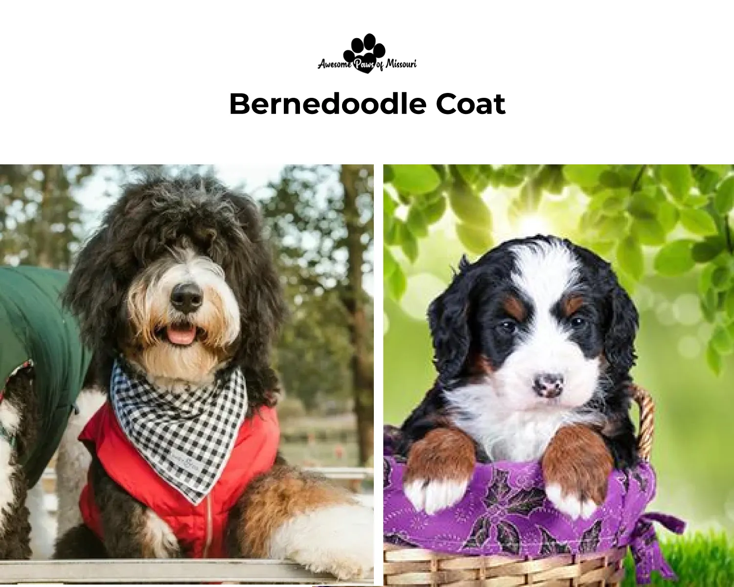 Bernedoodle Coat