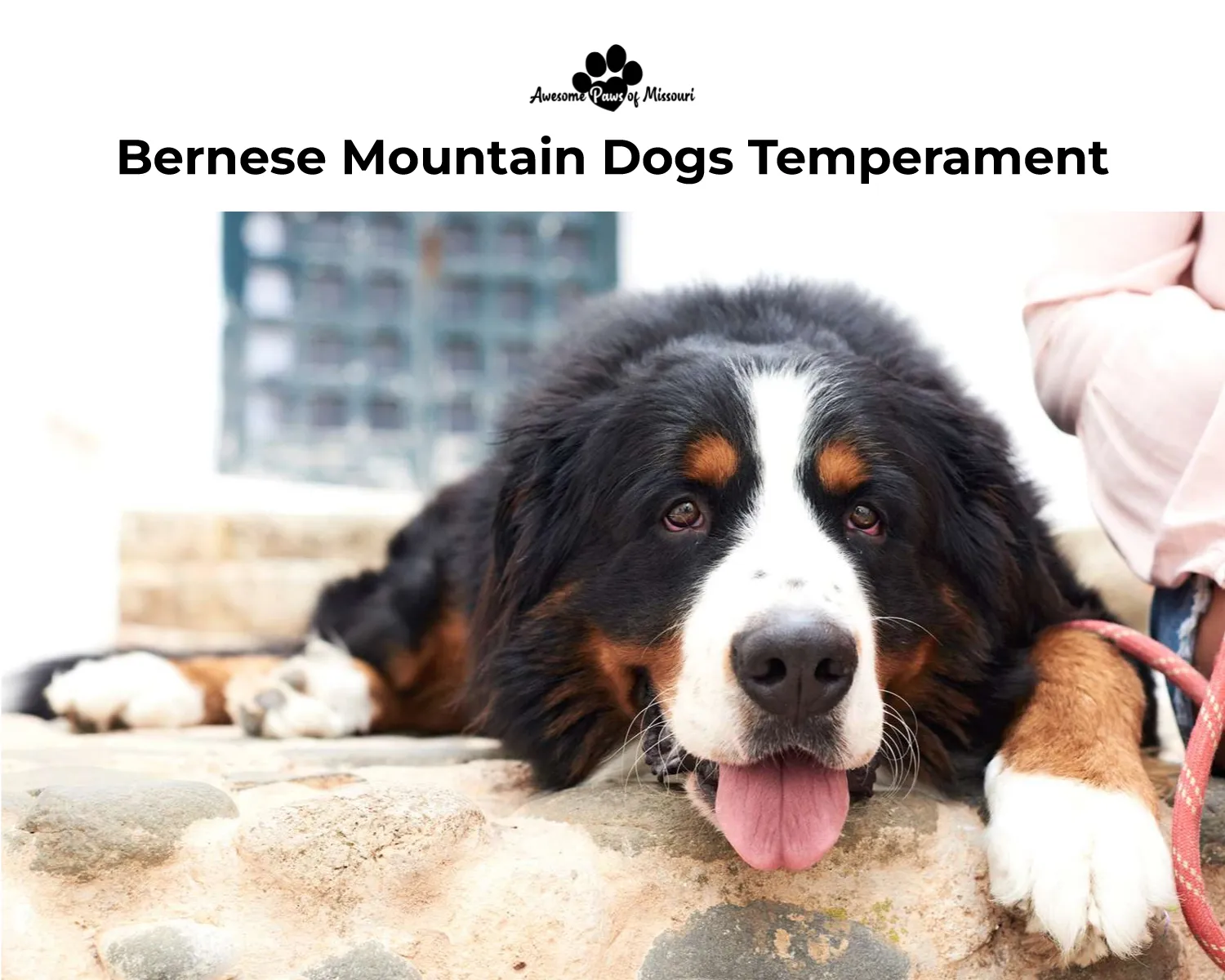 Bernese Mountain Dogs Temperament