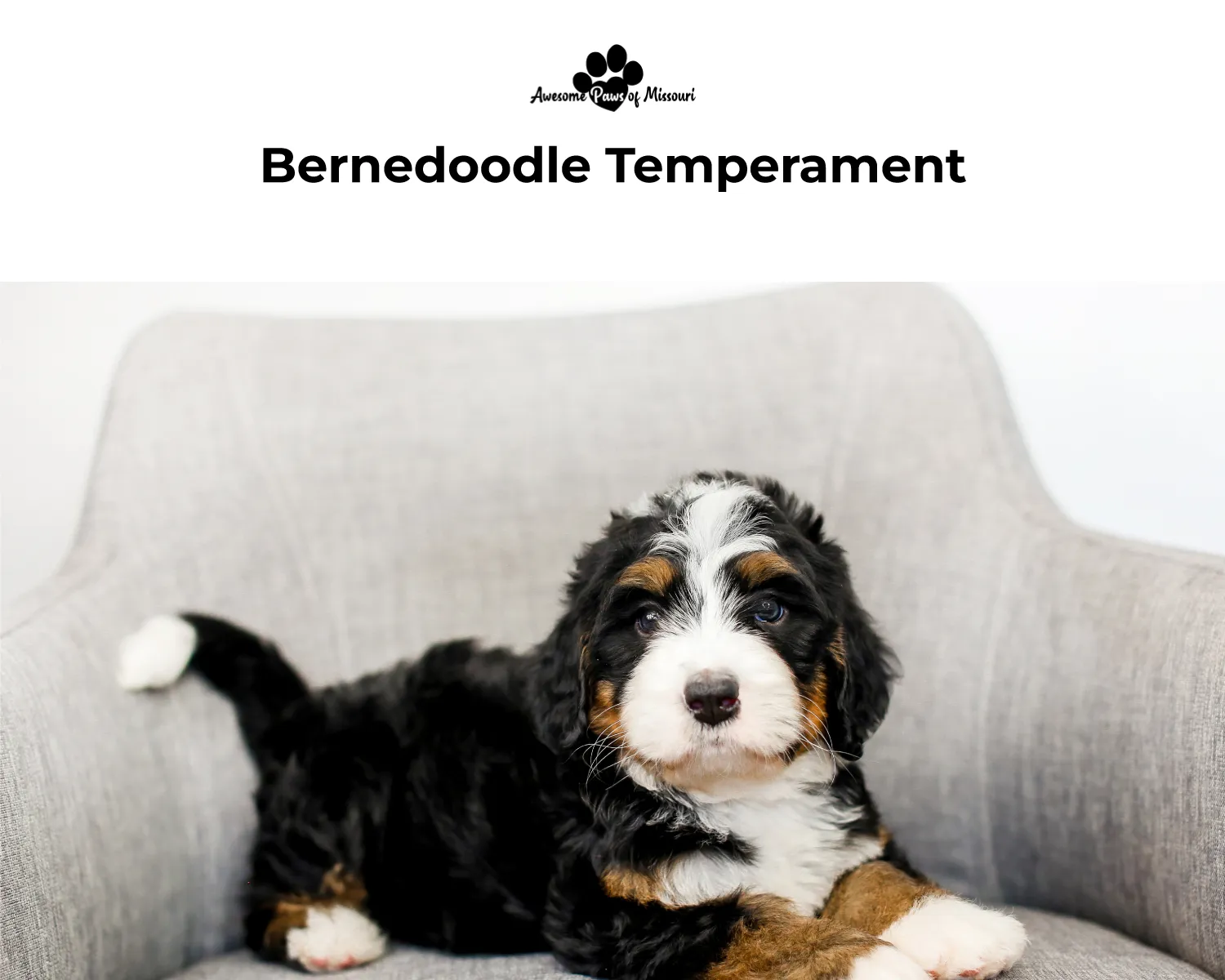 Bernedoodle Temperament