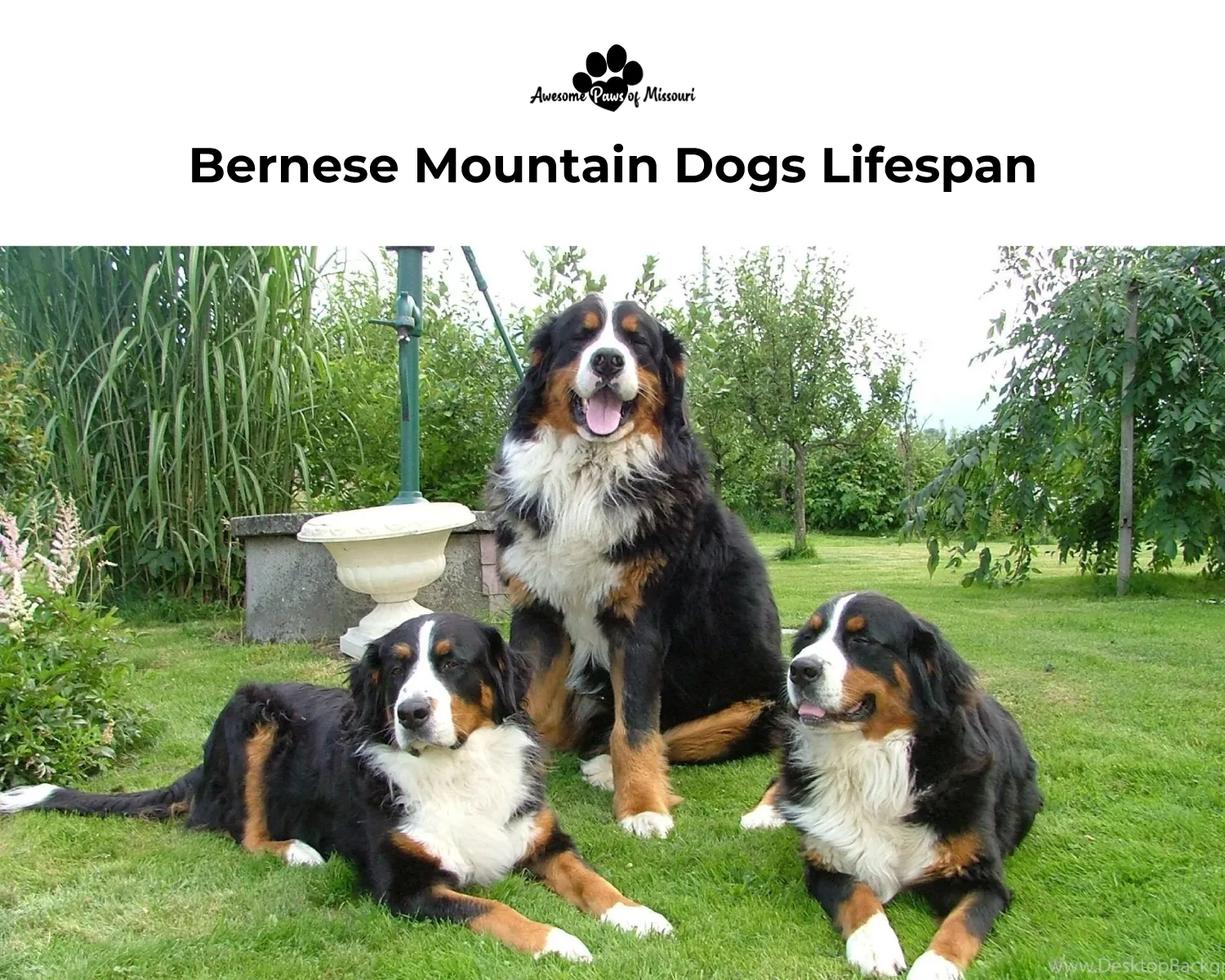 Bernese Mountain Dogs Lifespan