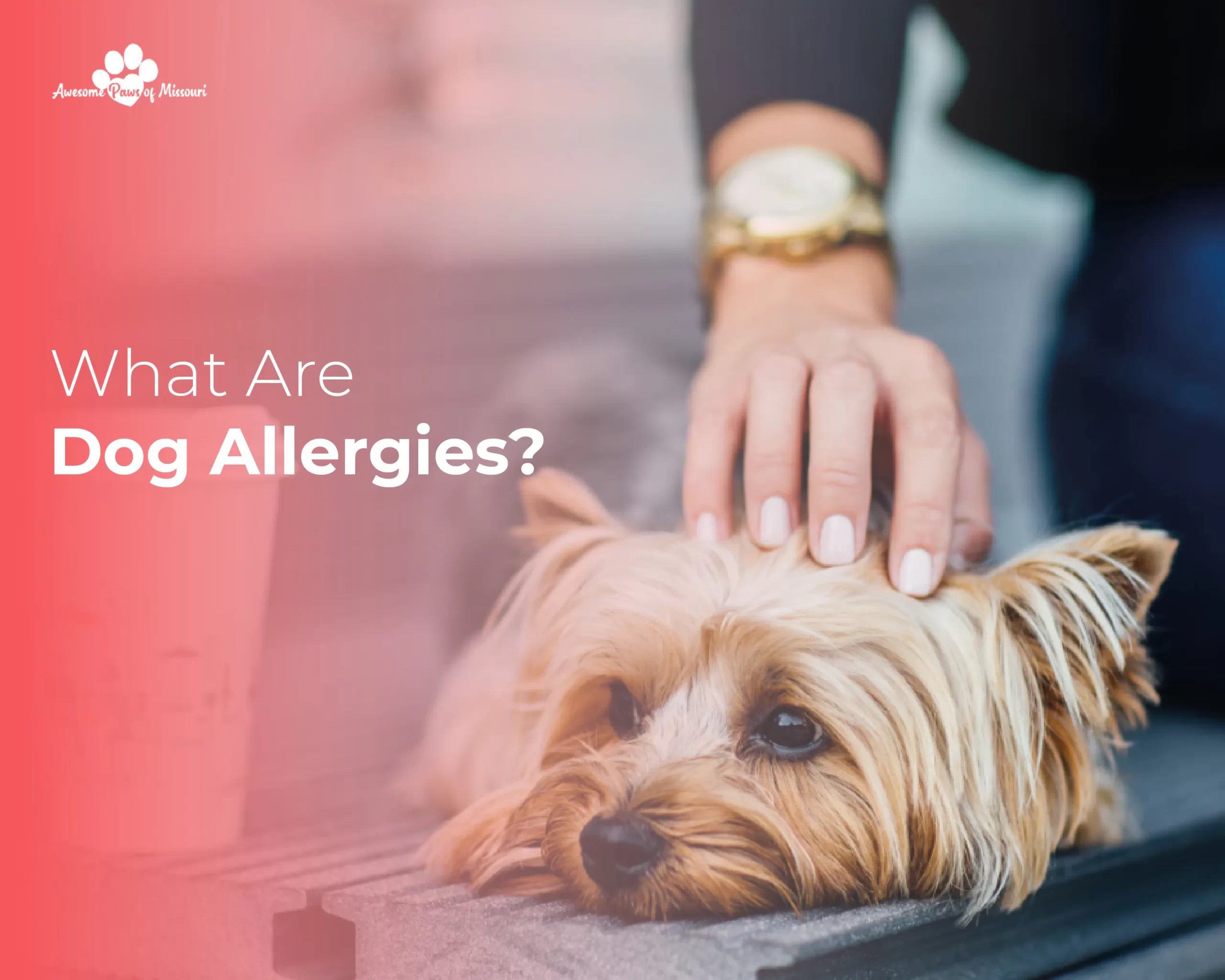 What Are Dog Allergies? 