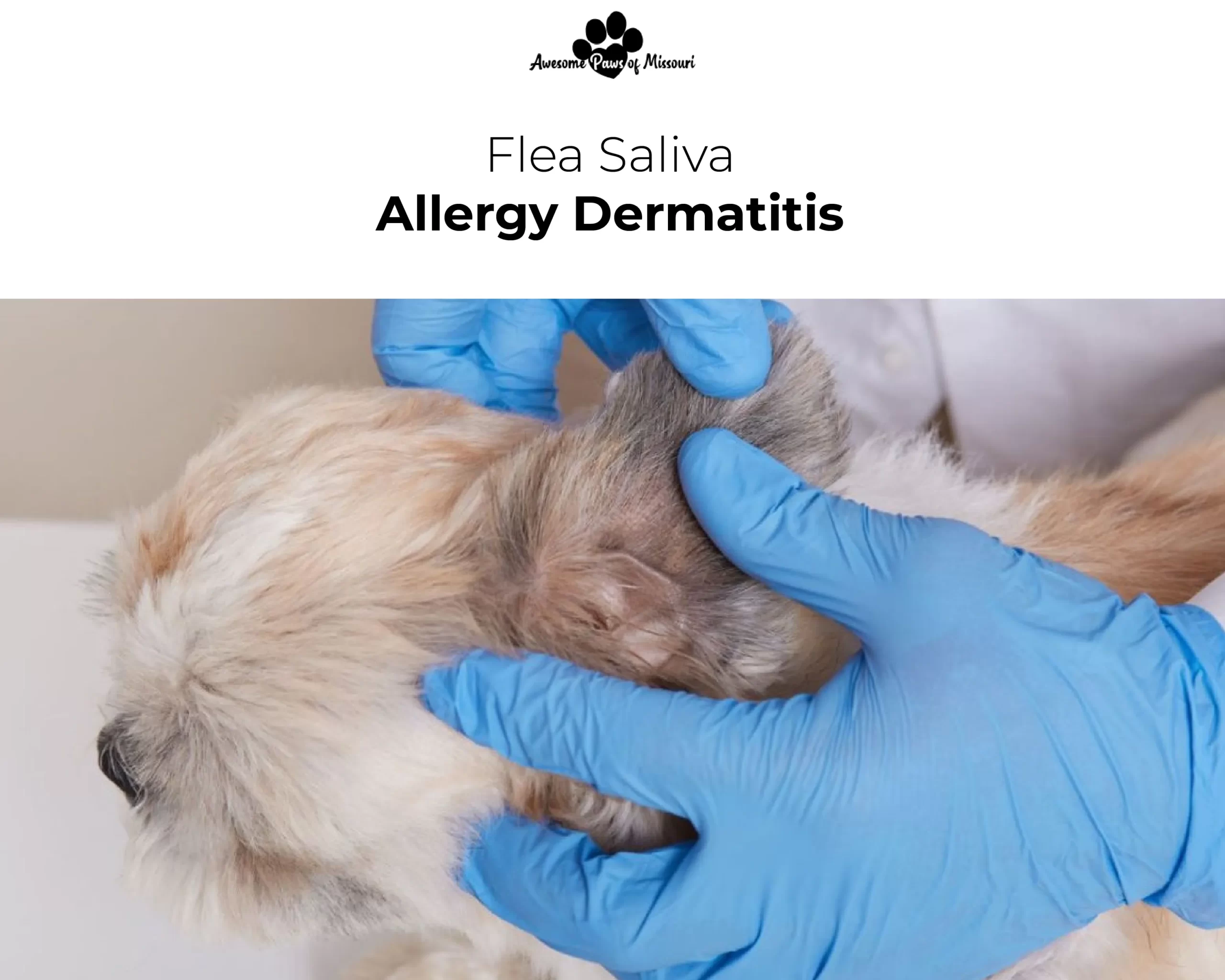 Flea Saliva Allergy Dermatitis