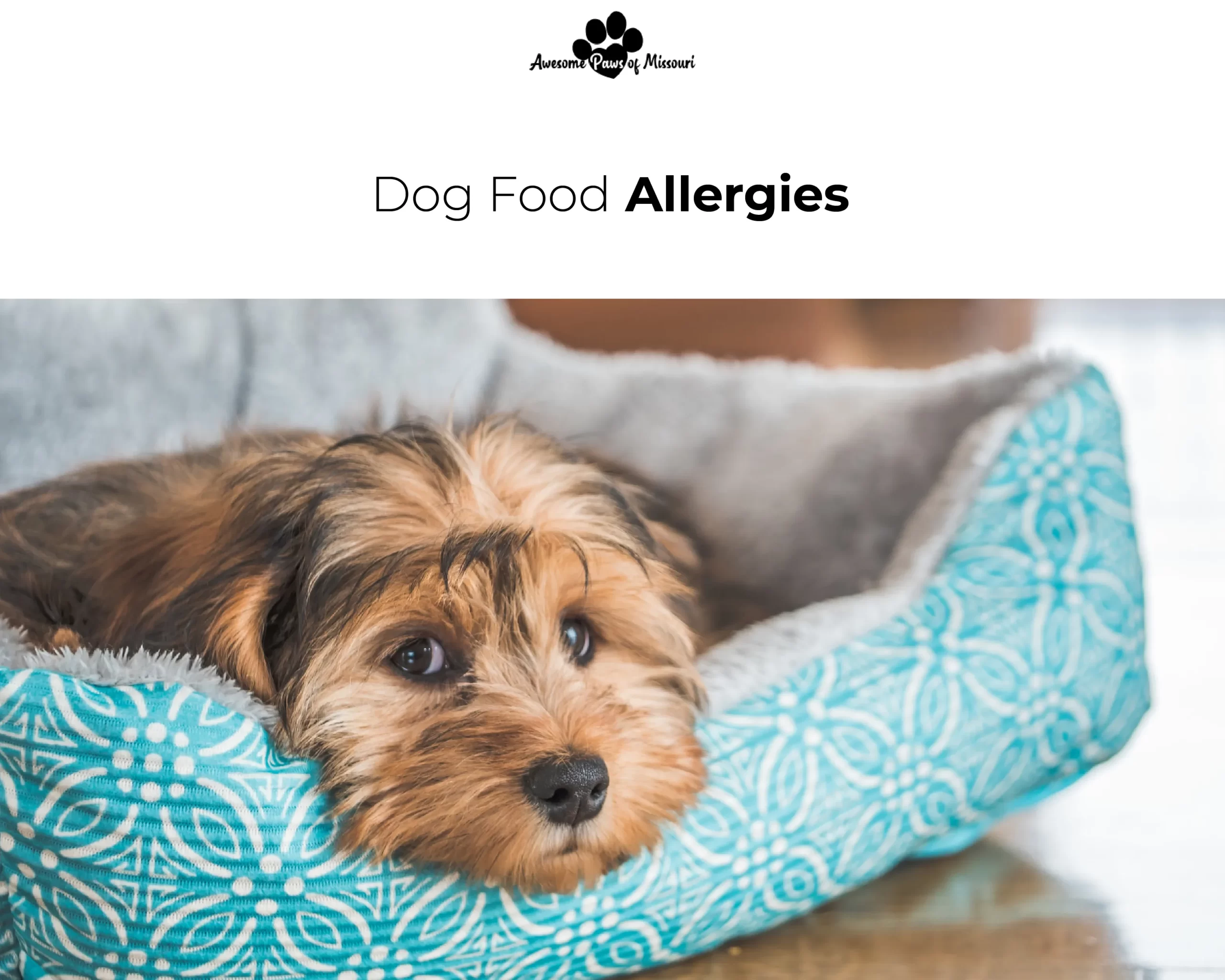 Dog Food Allergies