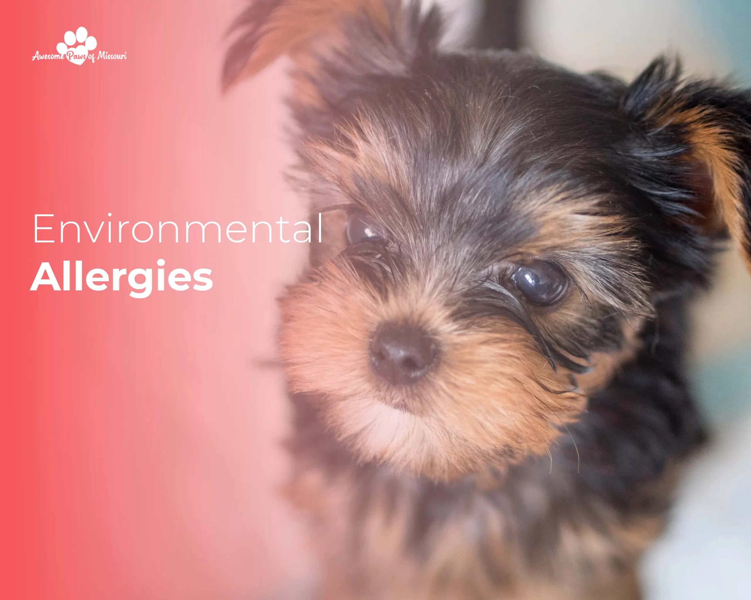 Environmental Allergies