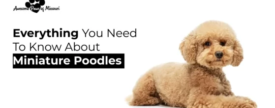 Everything You Need To Know About Miniature Poodles