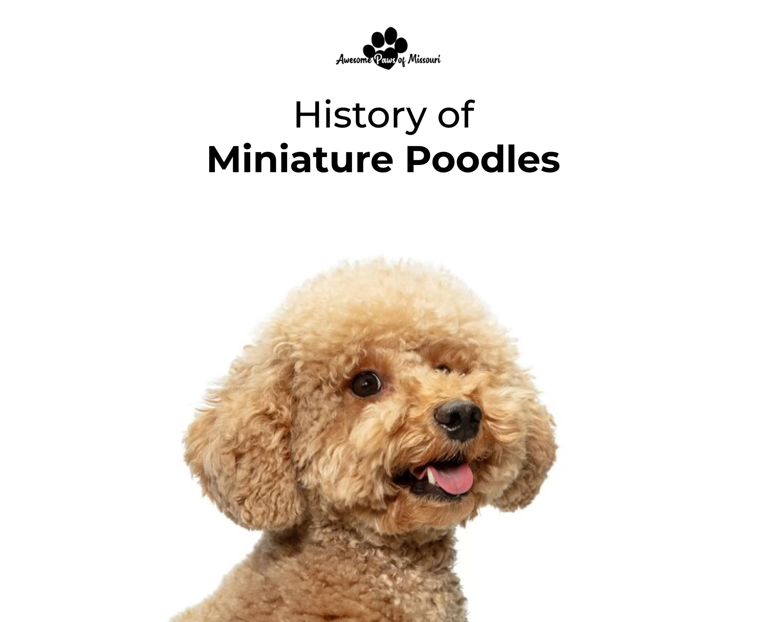 History of Miniature Poodles