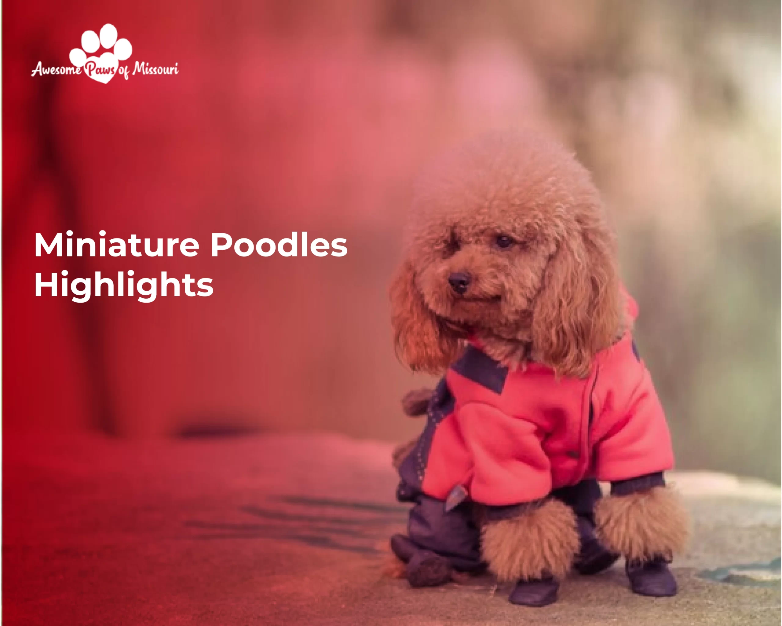 Miniature Poodles Highlights