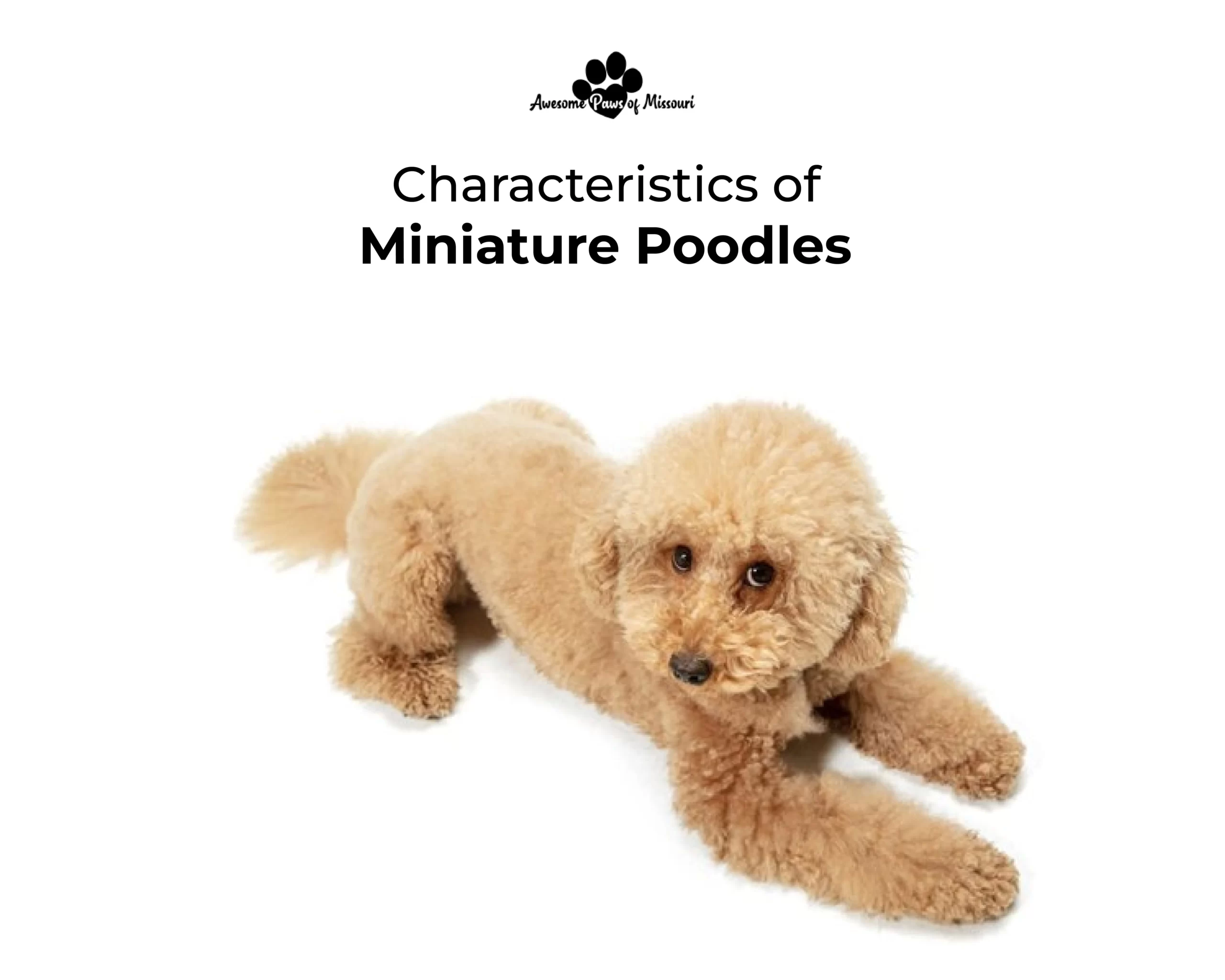 Characteristics of Miniature Poodles