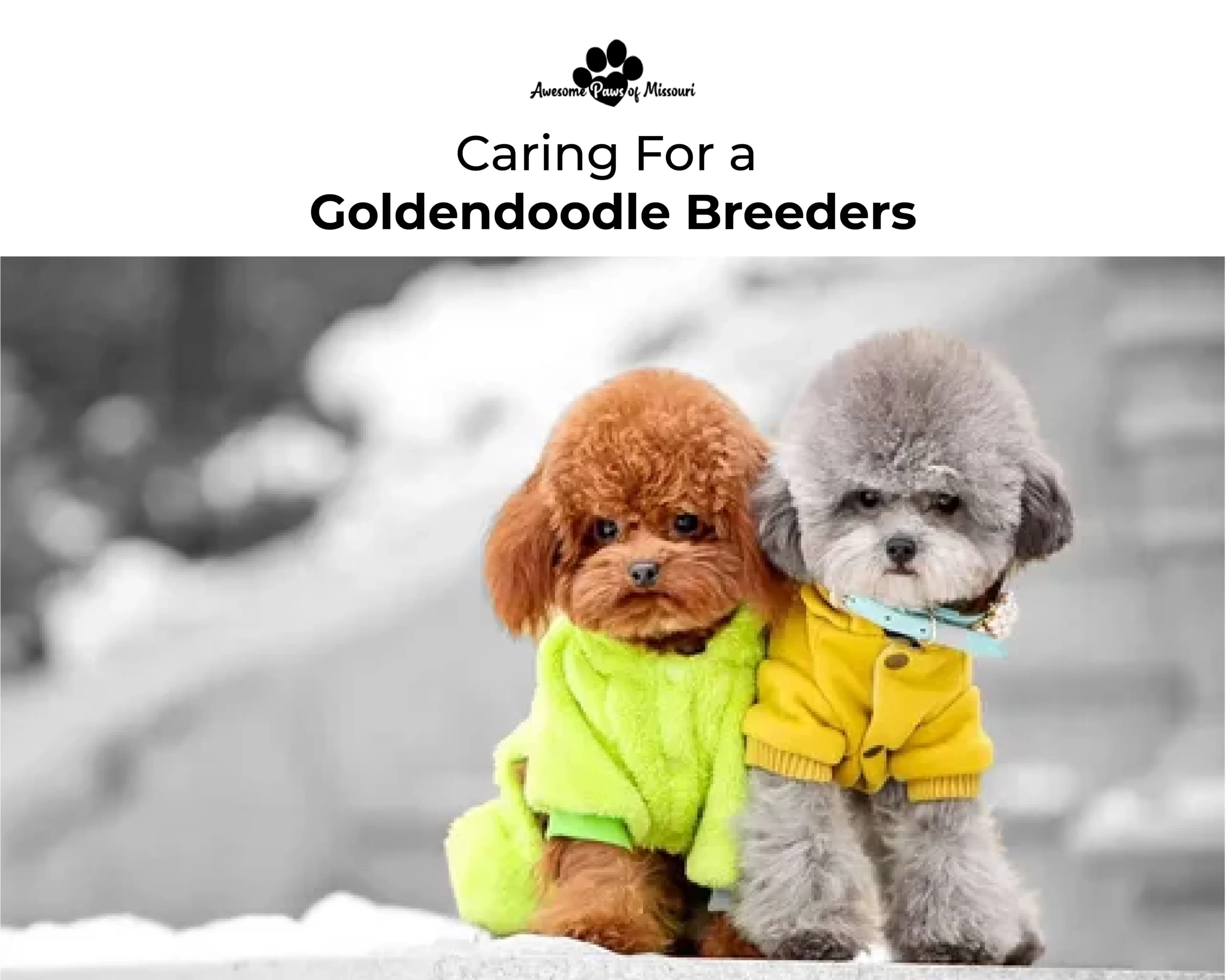 Caring For a Miniature Poodle