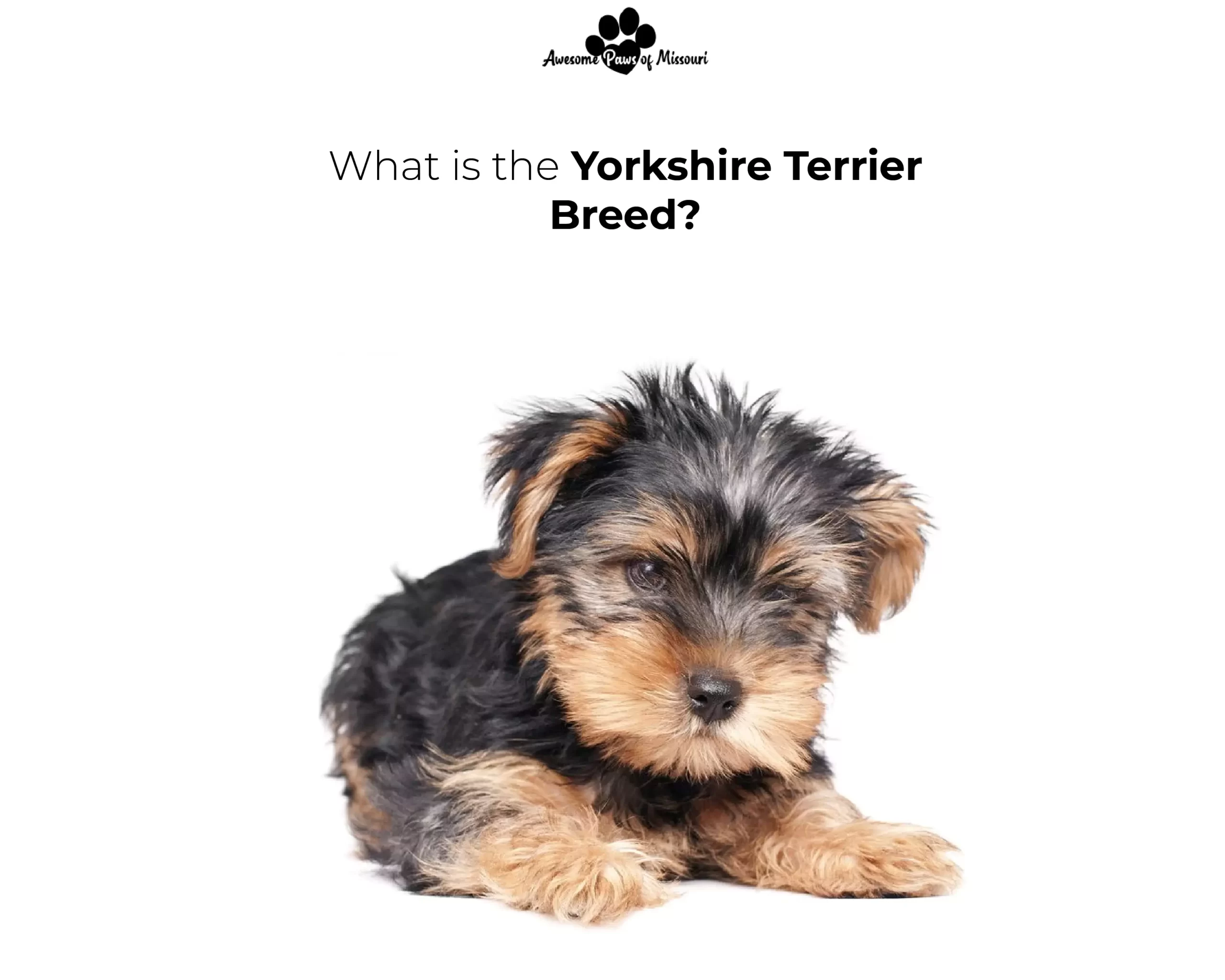 What is the Yorkshire Terrier Breed?