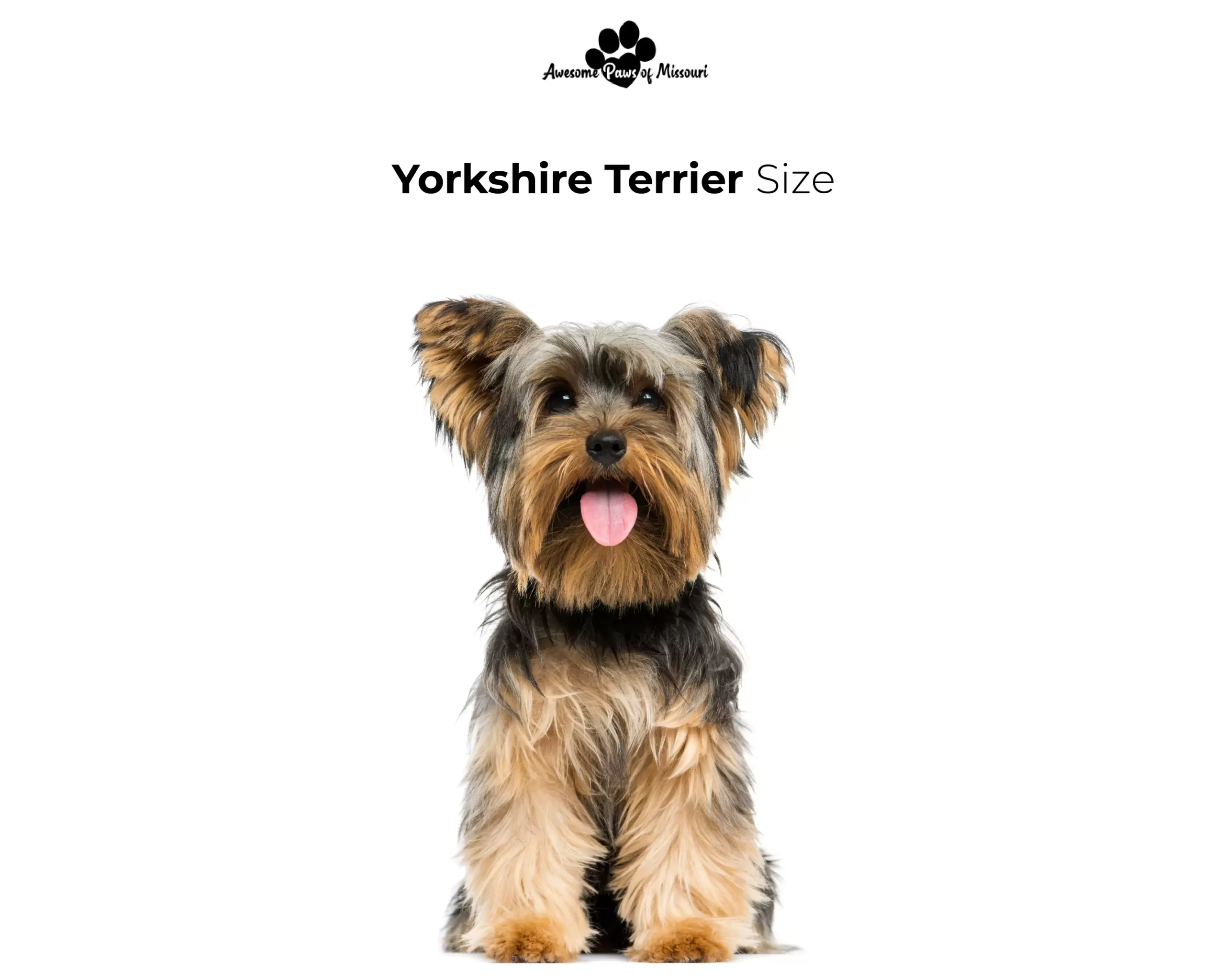 Yorkshire Terrier Size