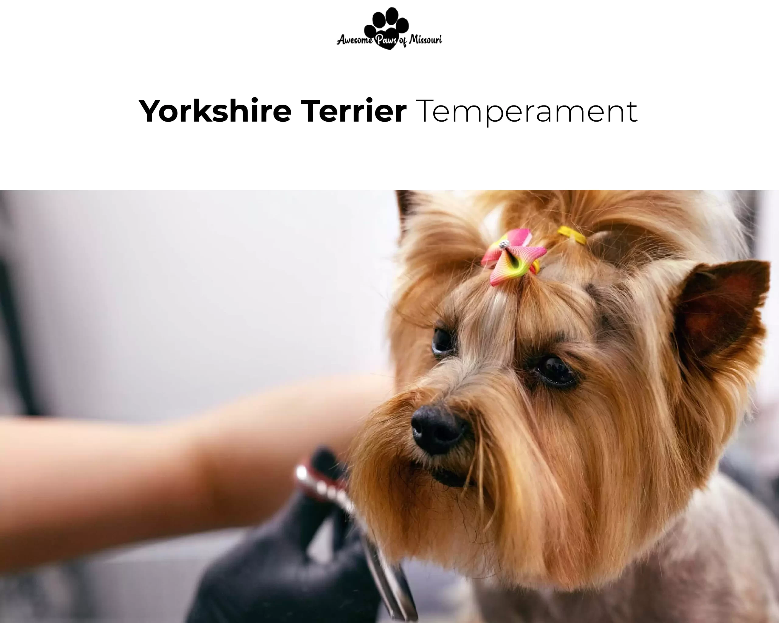 Yorkshire Terrier Temperament