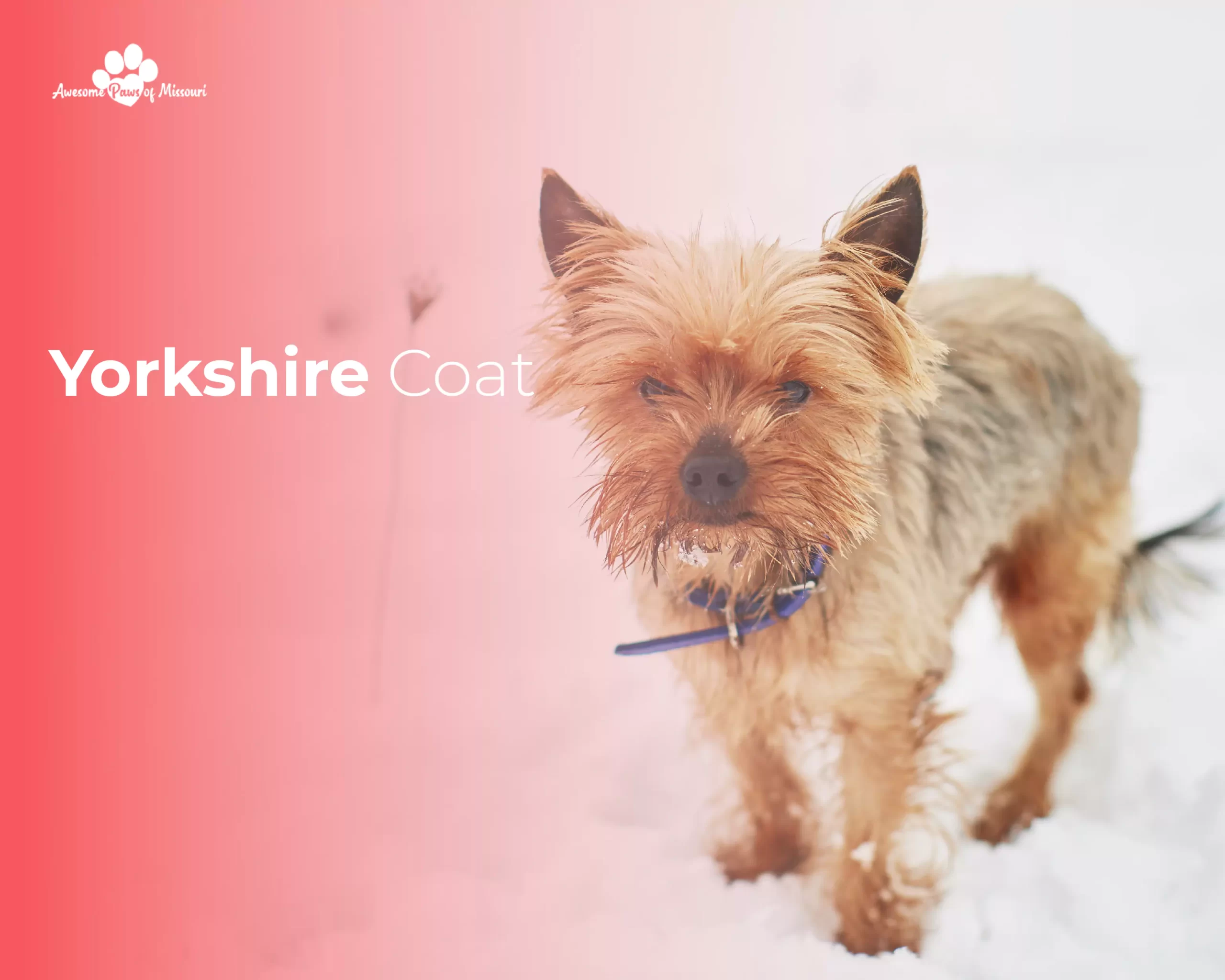 Yorkshire Coat