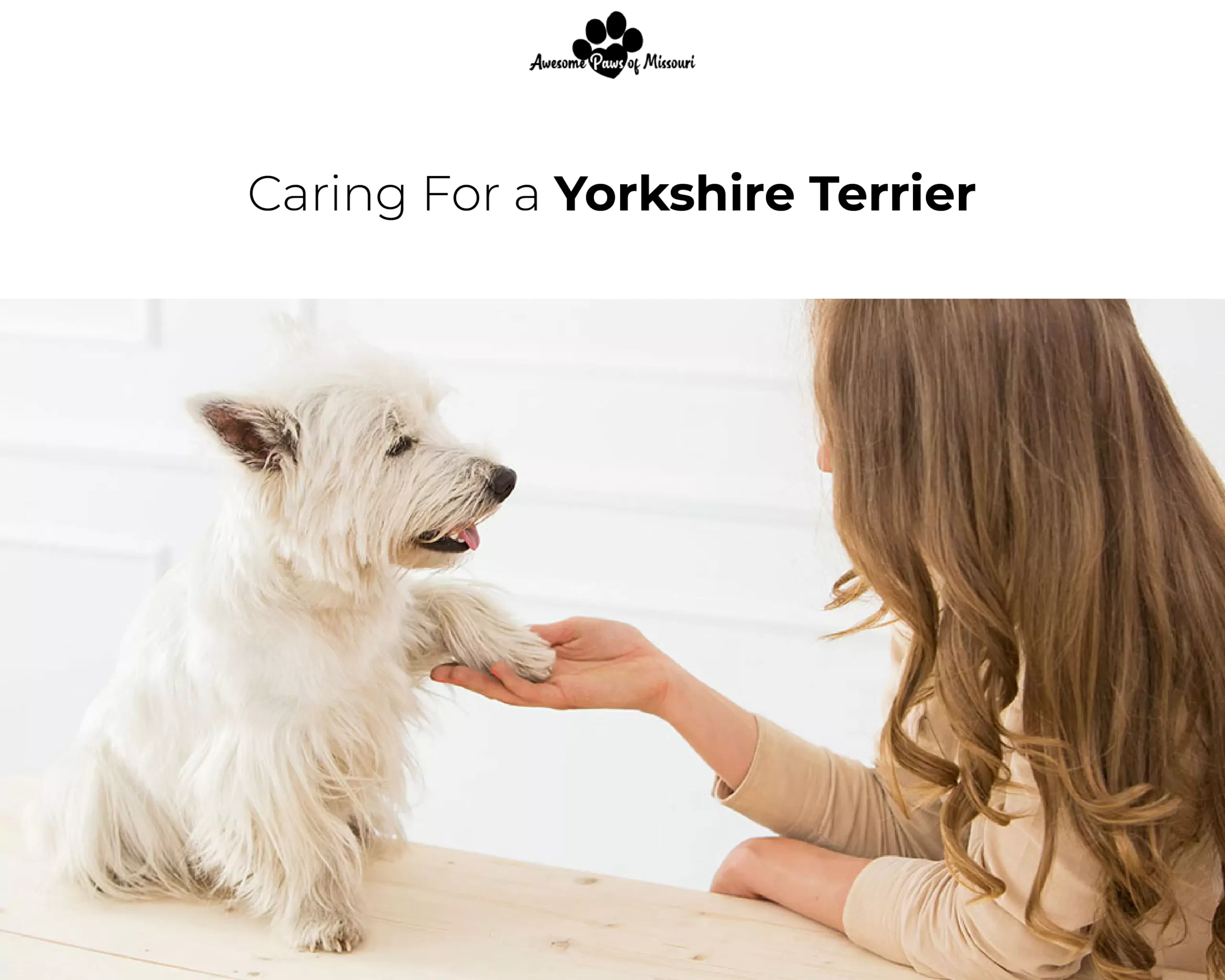 Caring For a Yorkshire Terrier