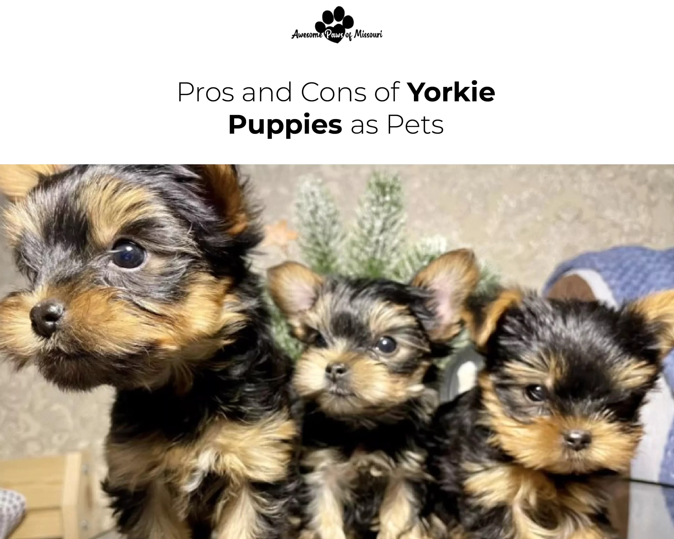 Pros and Cons of Yorkie Puppies as Pets