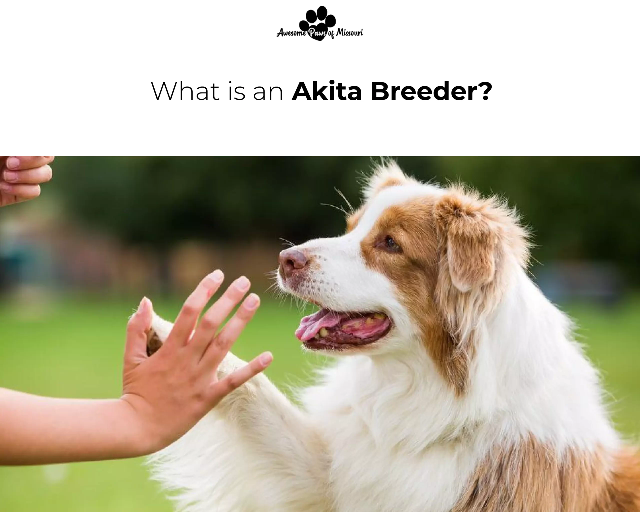 What is an Akita Breeder?