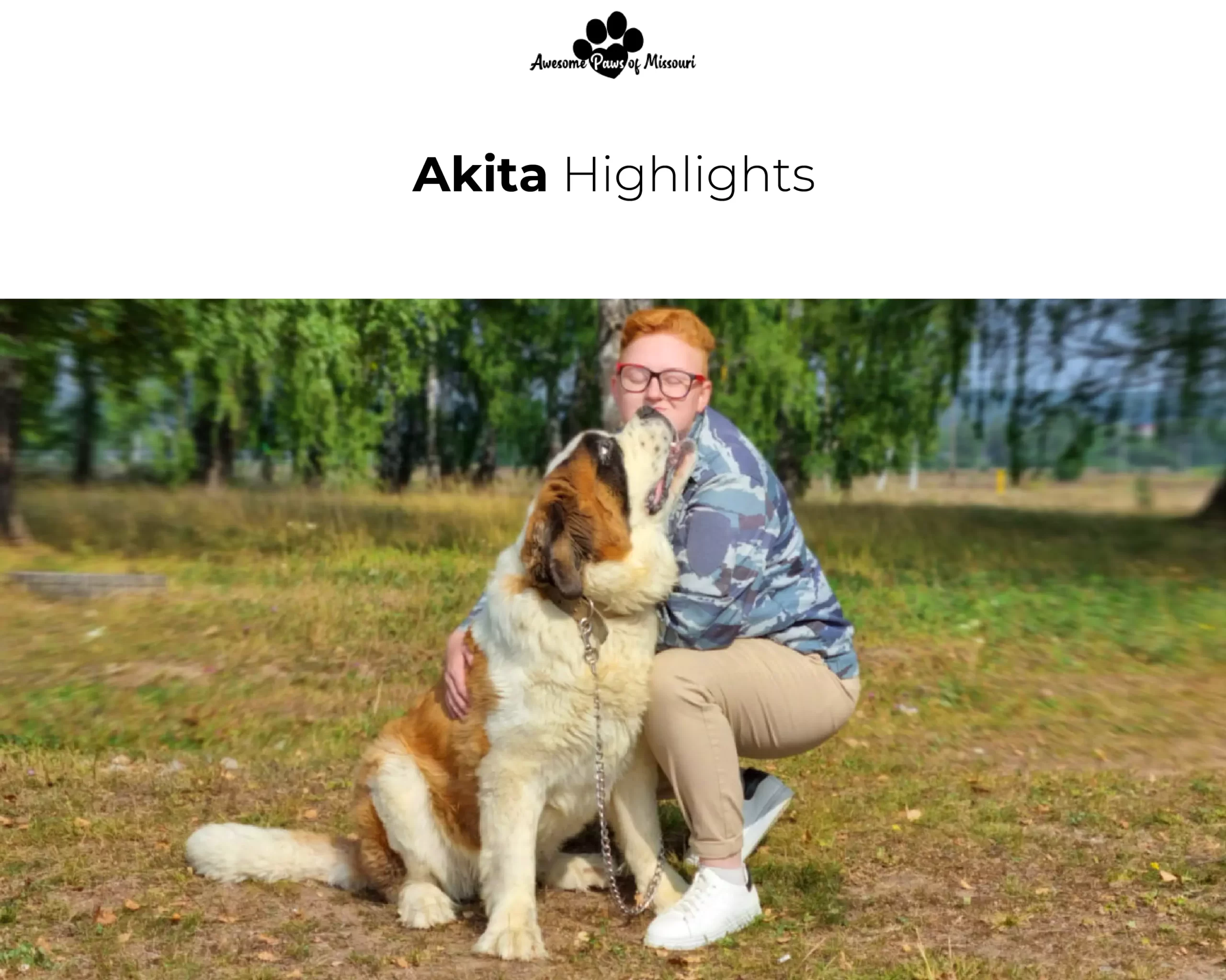 Akita Highlights