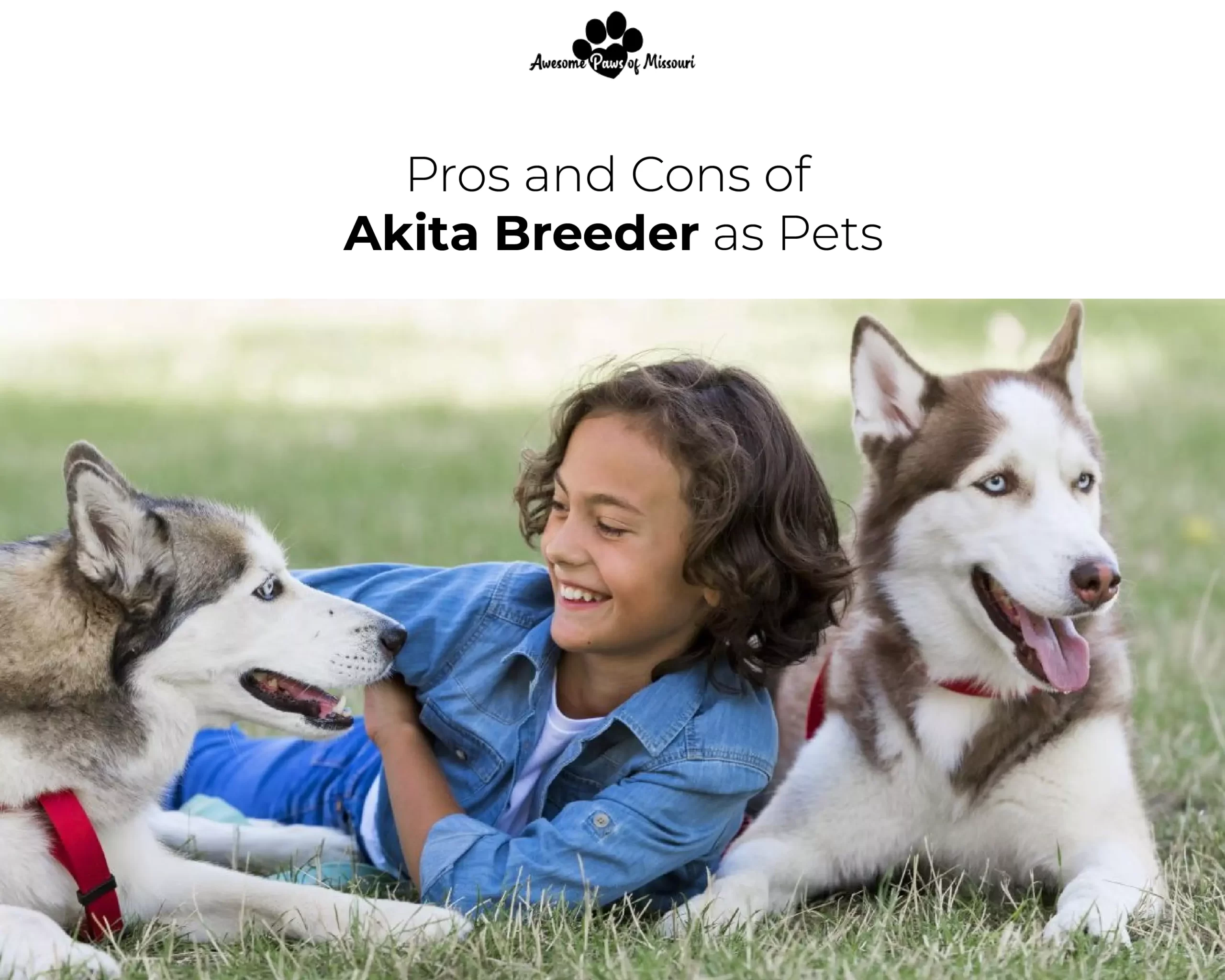 Pros and Cons of Akita Breeder as Pets
