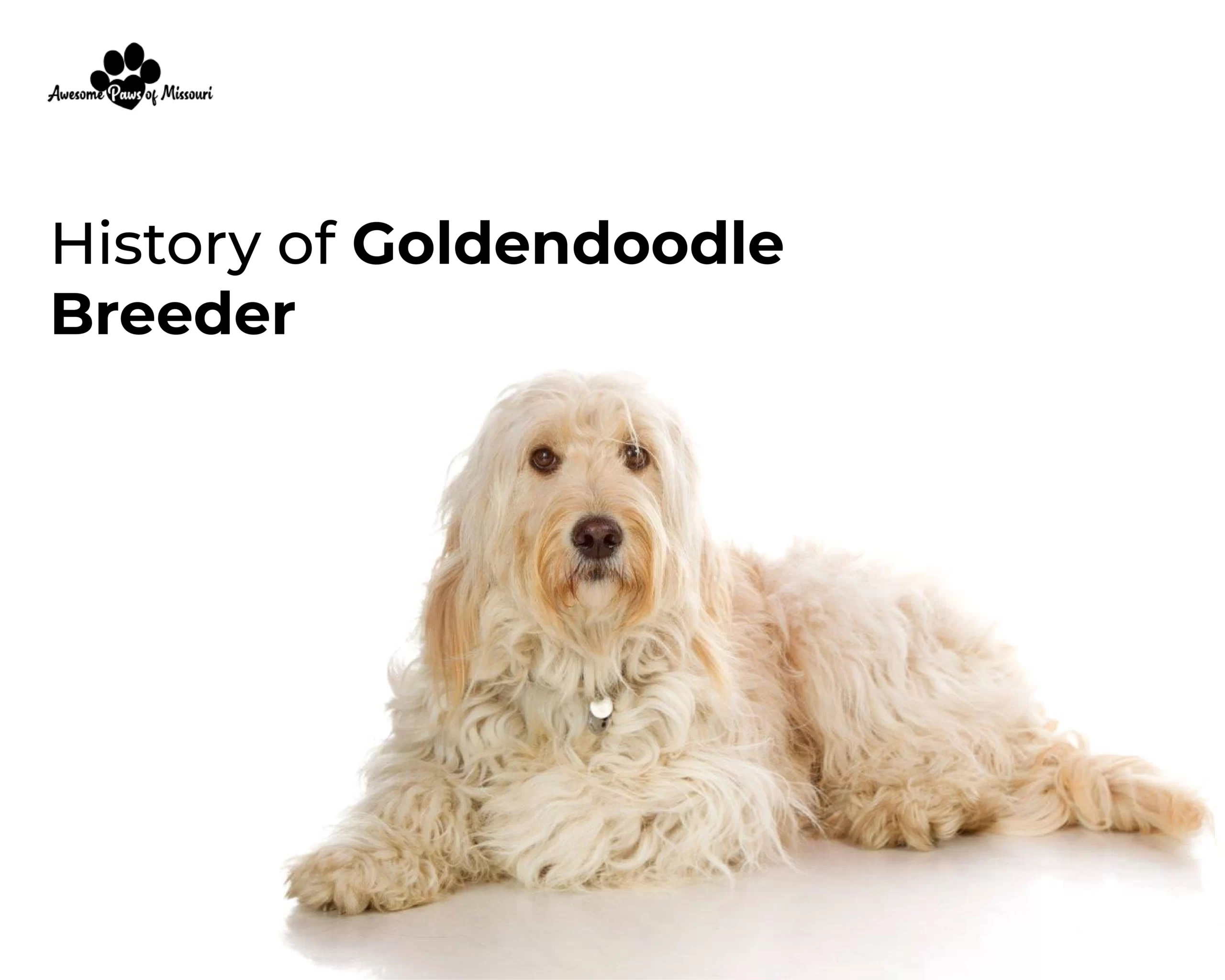 History of Goldendoodle Breeder