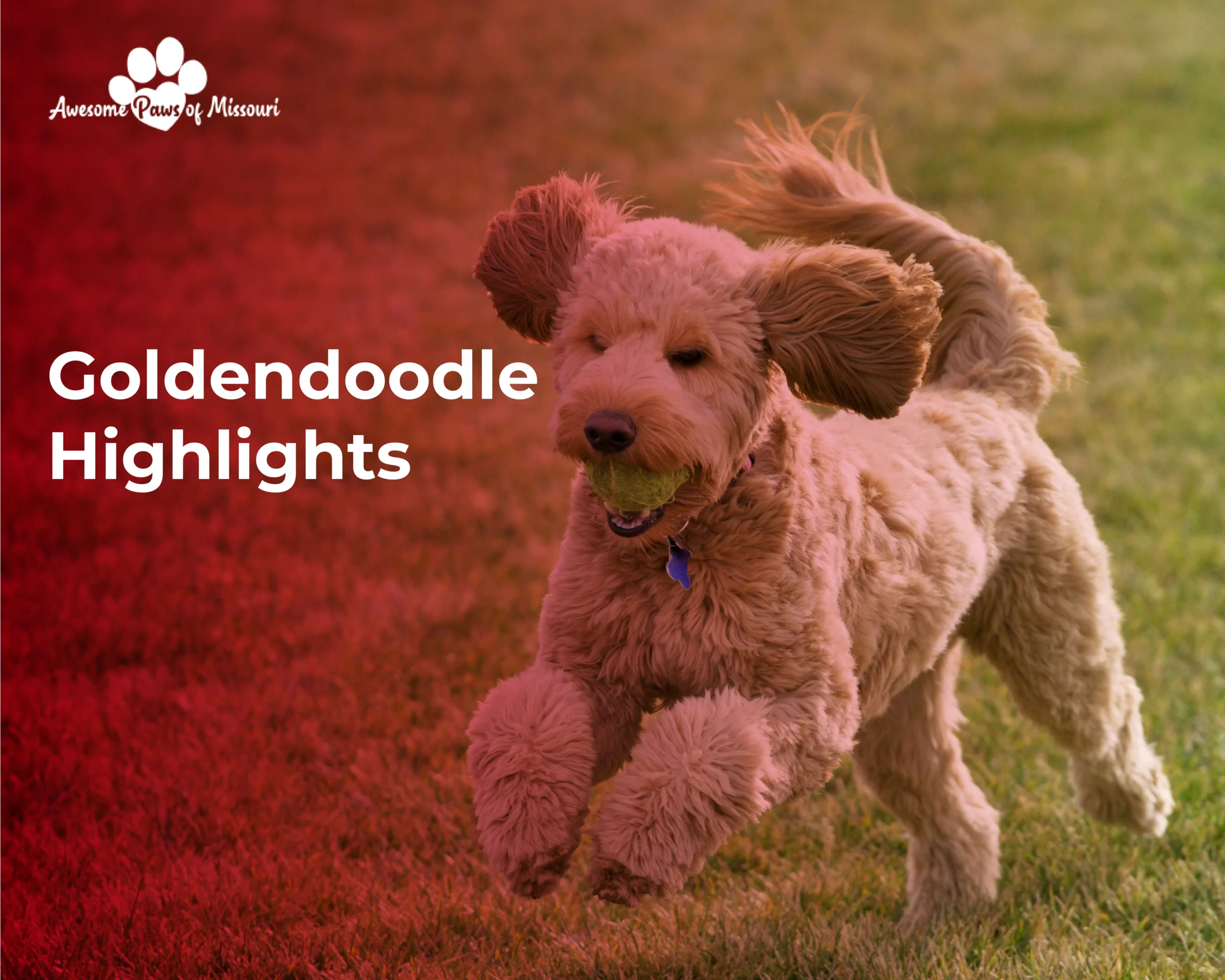 Goldendoodle Highlights