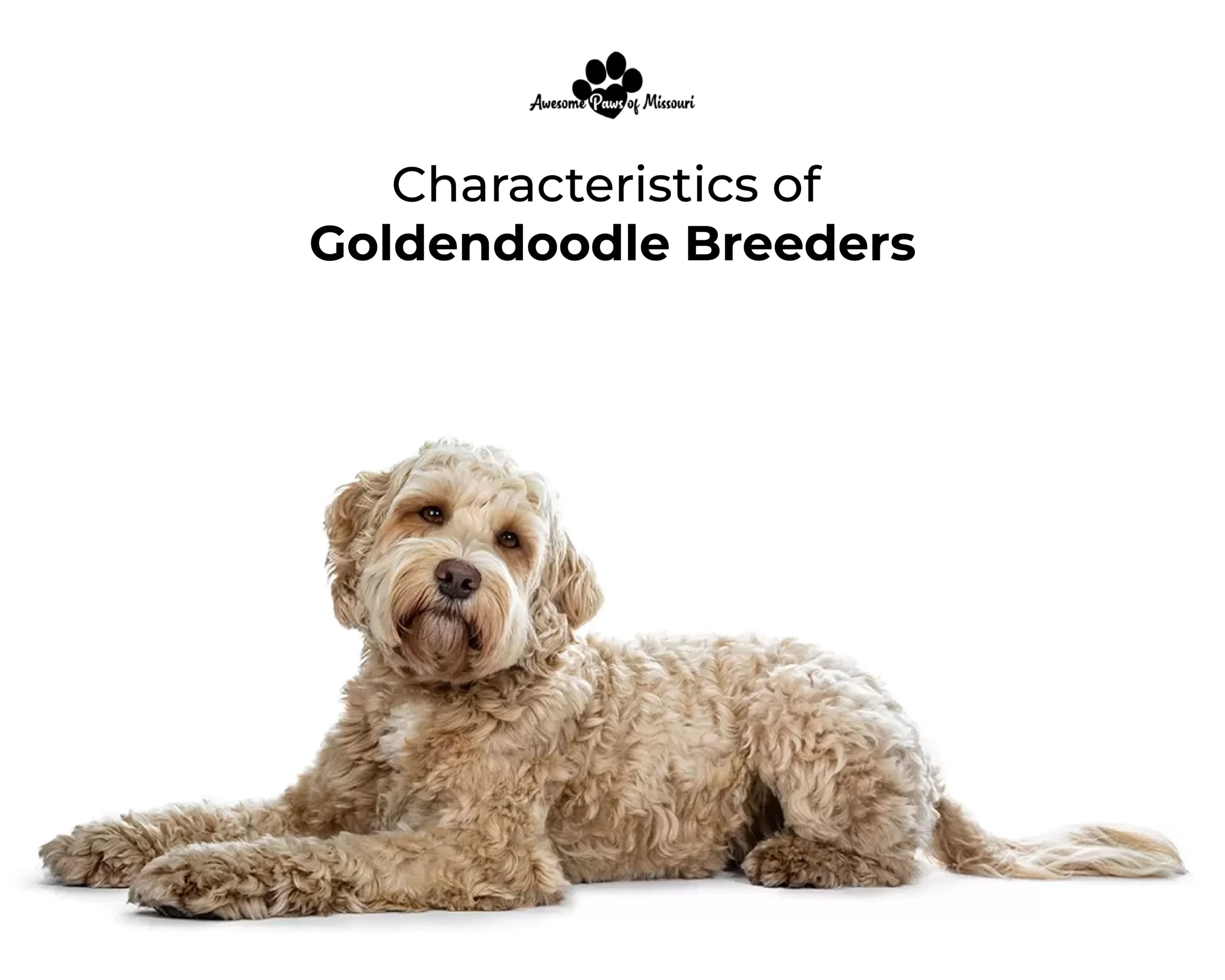Characteristics of Goldendoodle Breeders