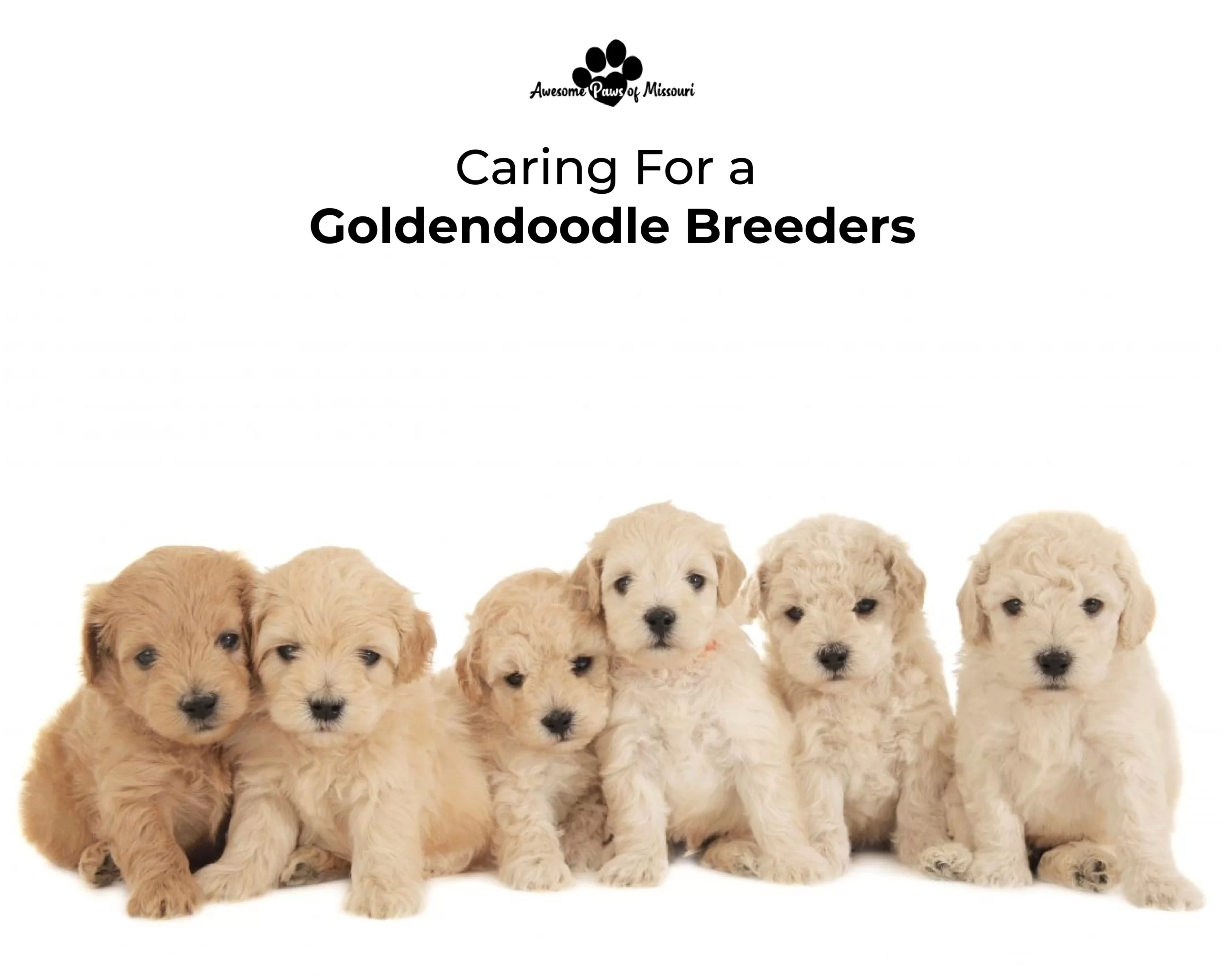 Caring For a Goldendoodle Puppies 