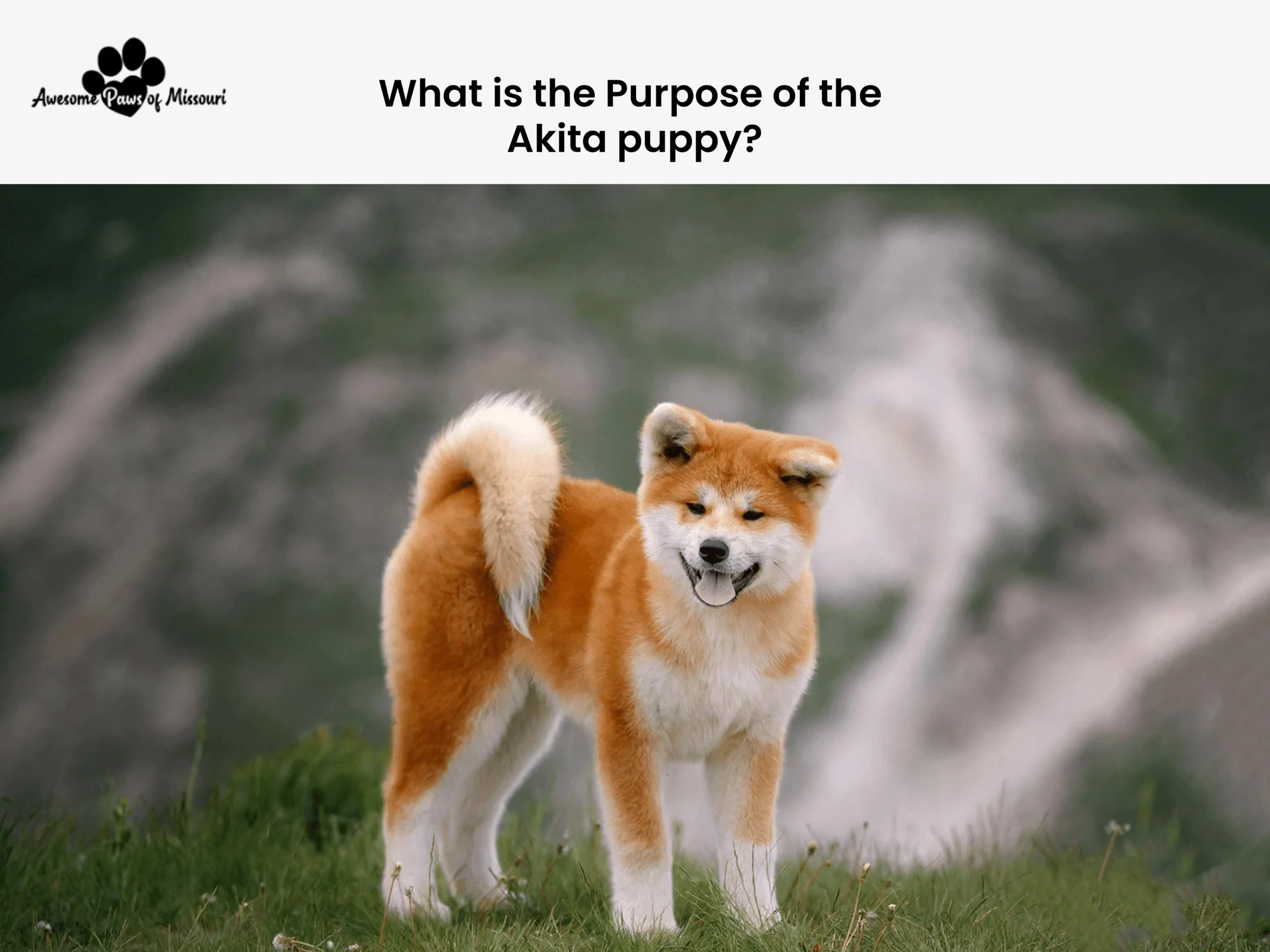 What is the Purpose of the Akita puppy?