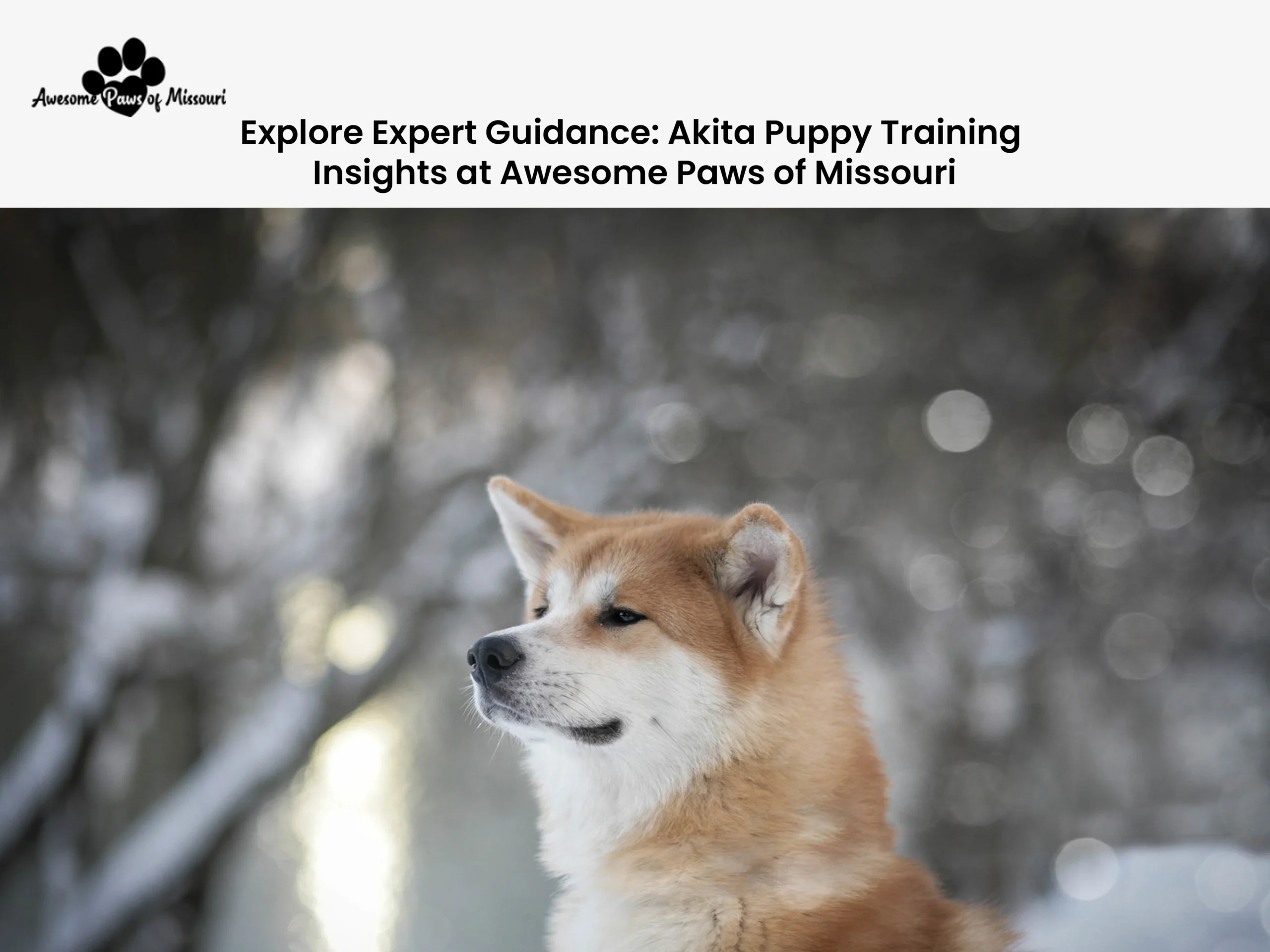 Explore Expert Guidance: Akita Puppy Training Insights at Awesome Paws of Missouri