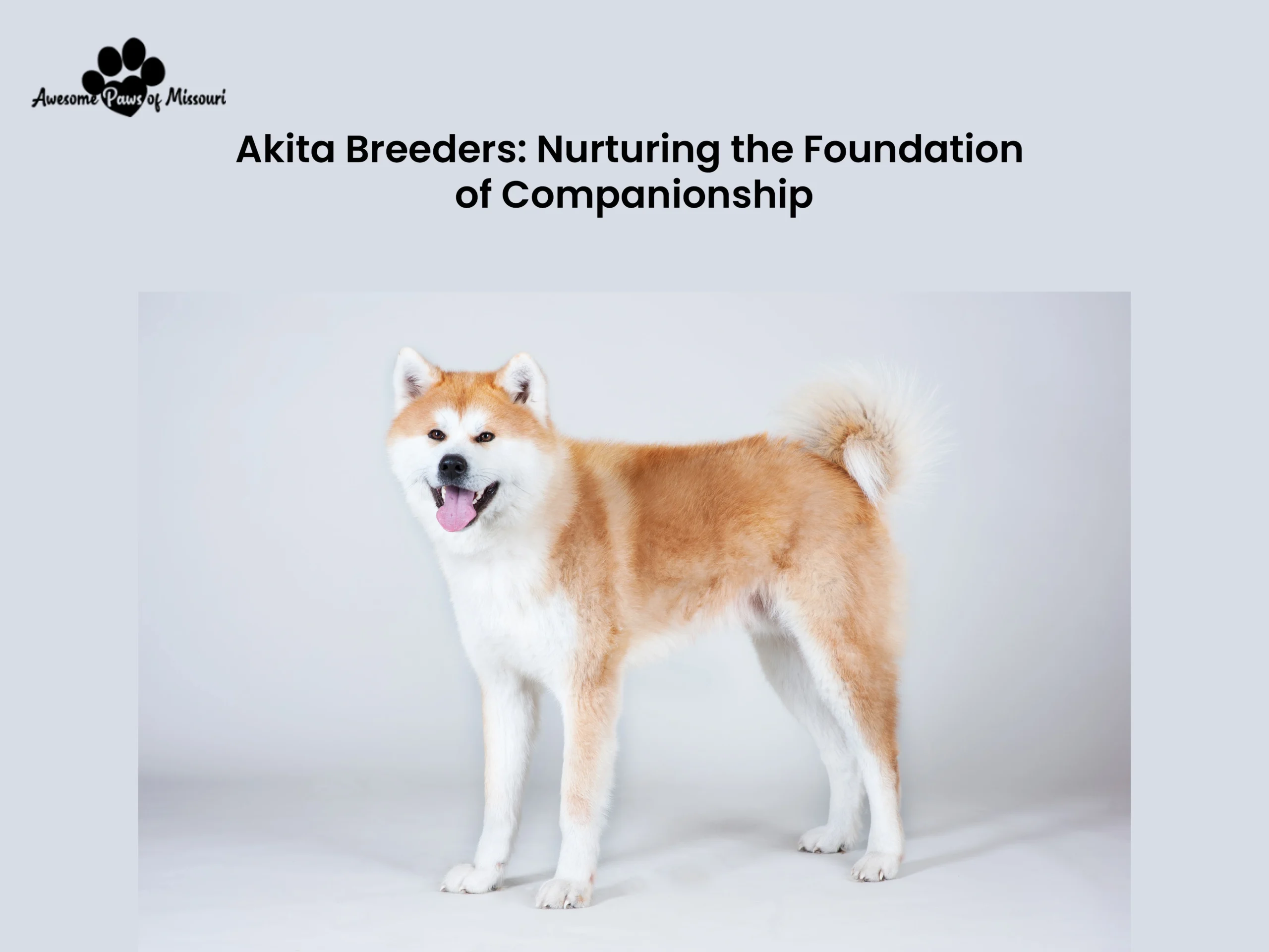 Akita Breeders: Nurturing the Foundation of Companionship