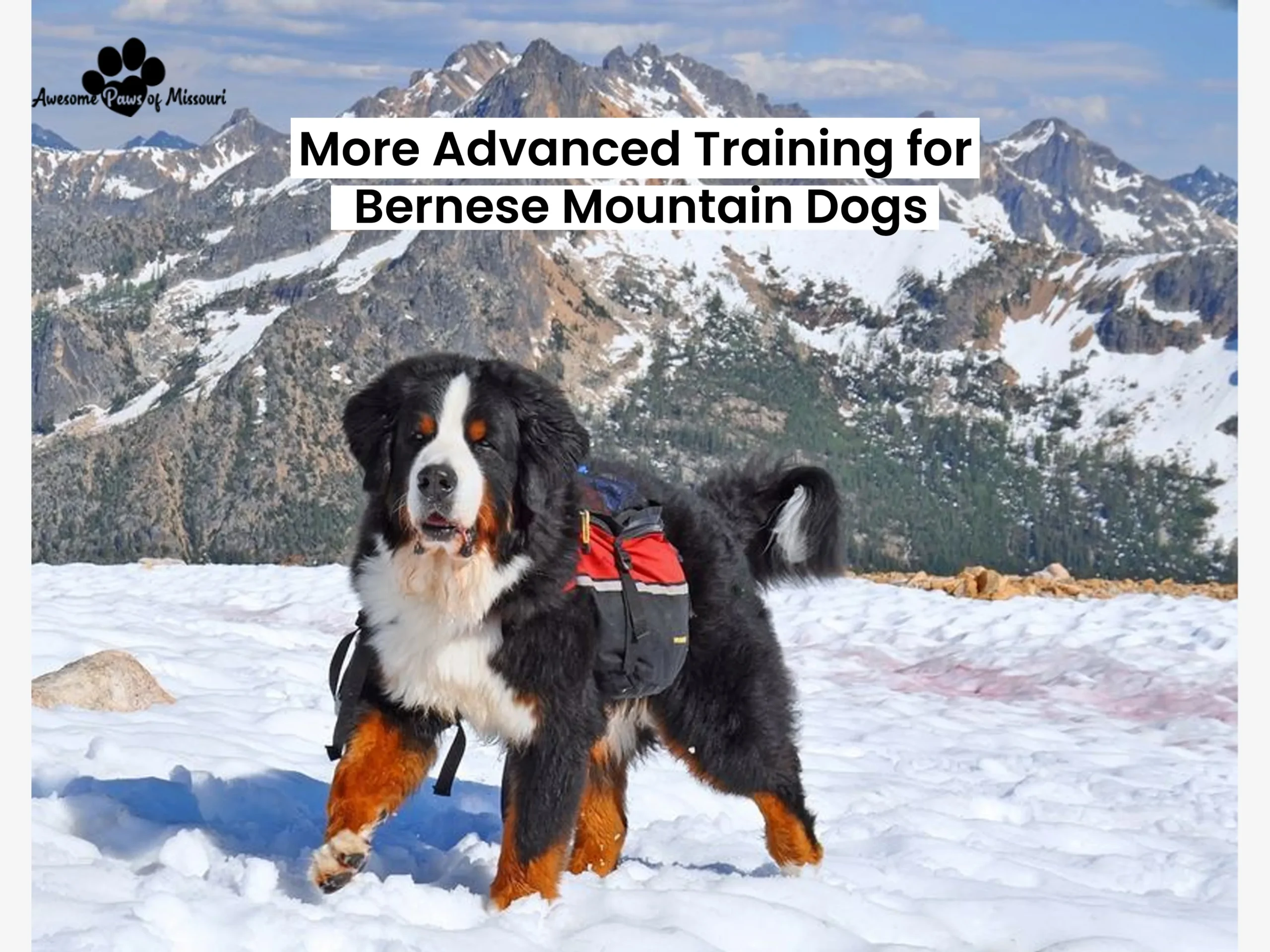 More Advanced Training for Bernese Mountain Dogs