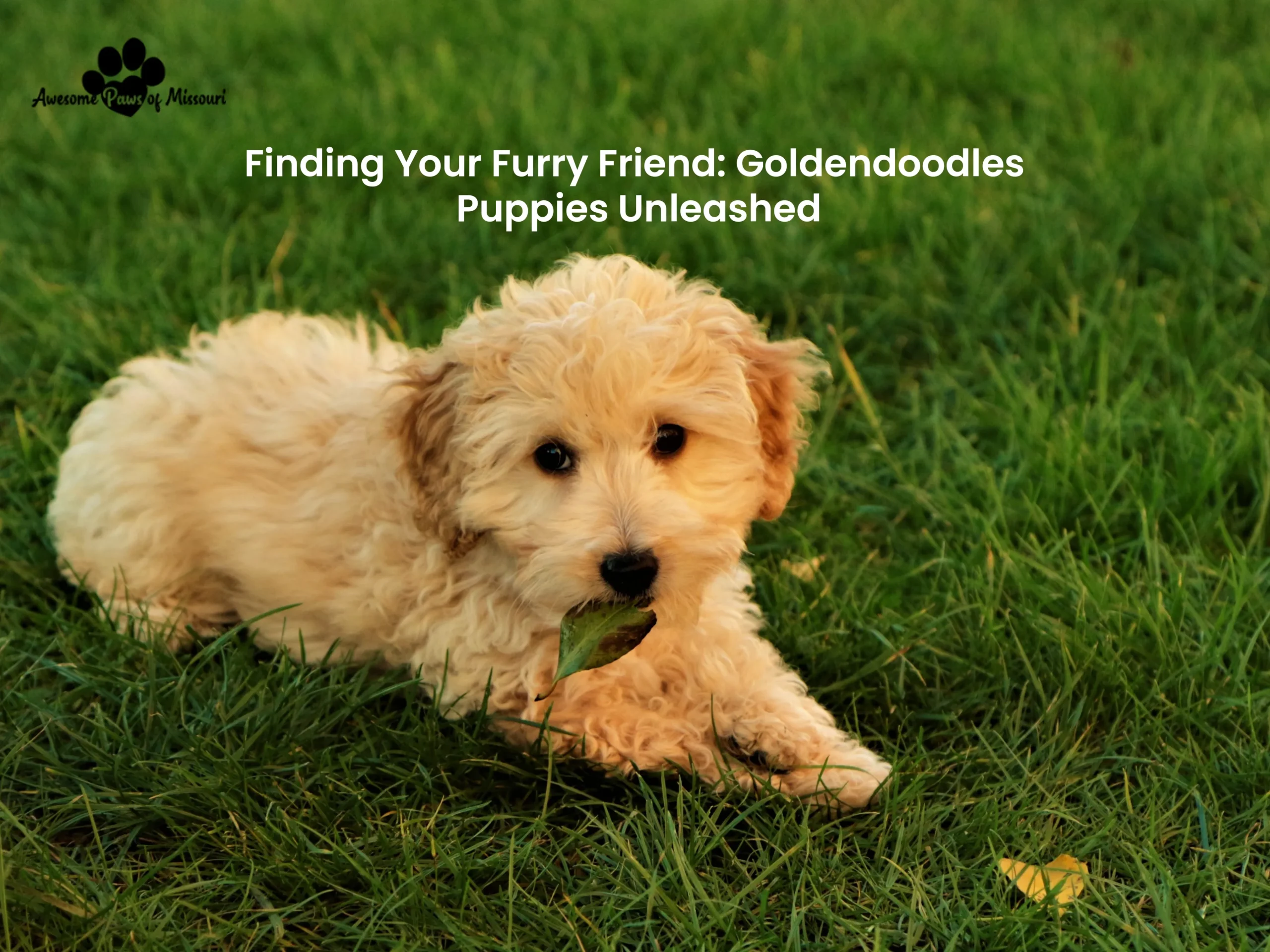 Finding Your Furry Friend: Goldendoodles Puppies Unleashed