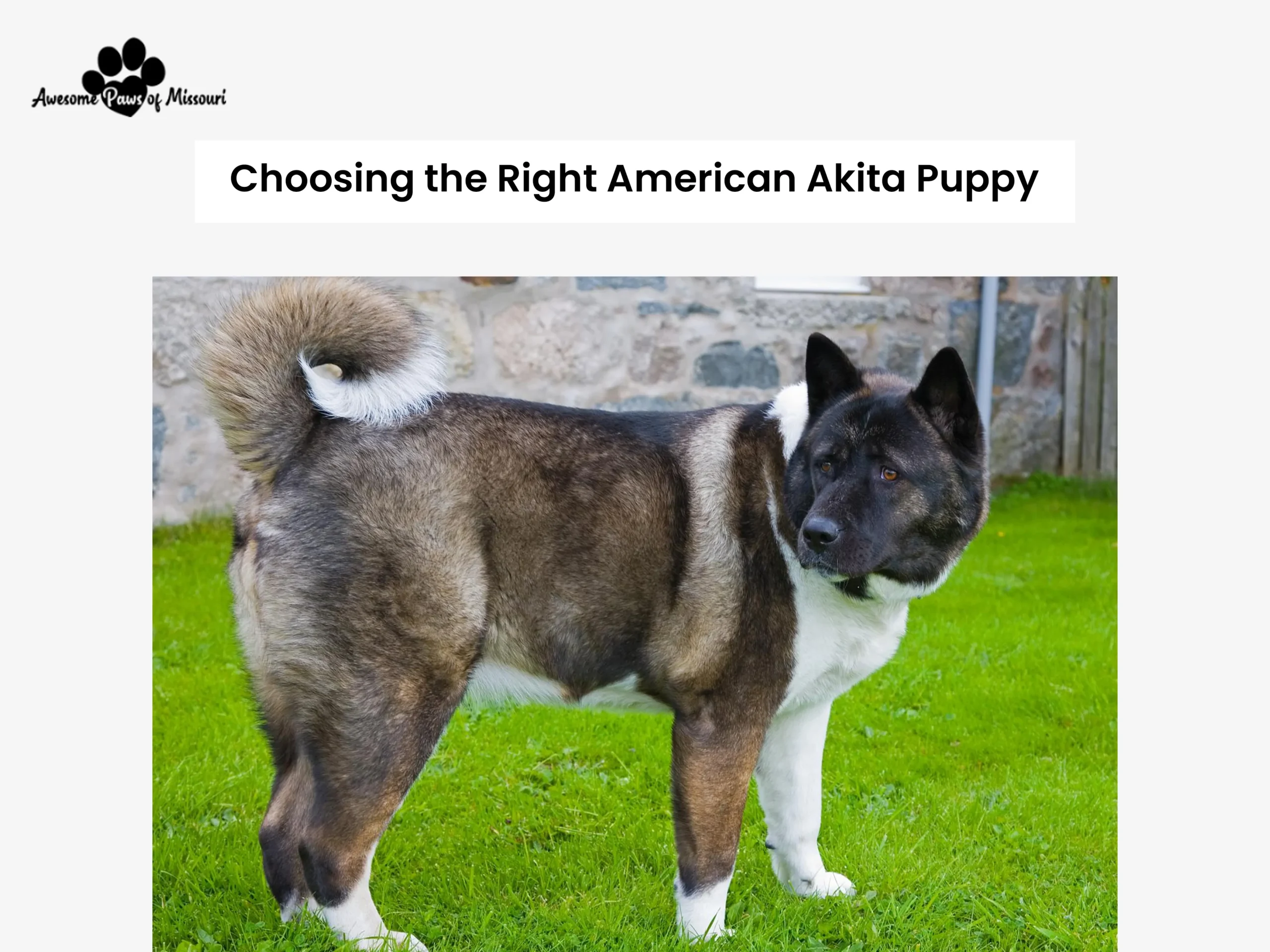 Choosing the Right American Akita Puppy