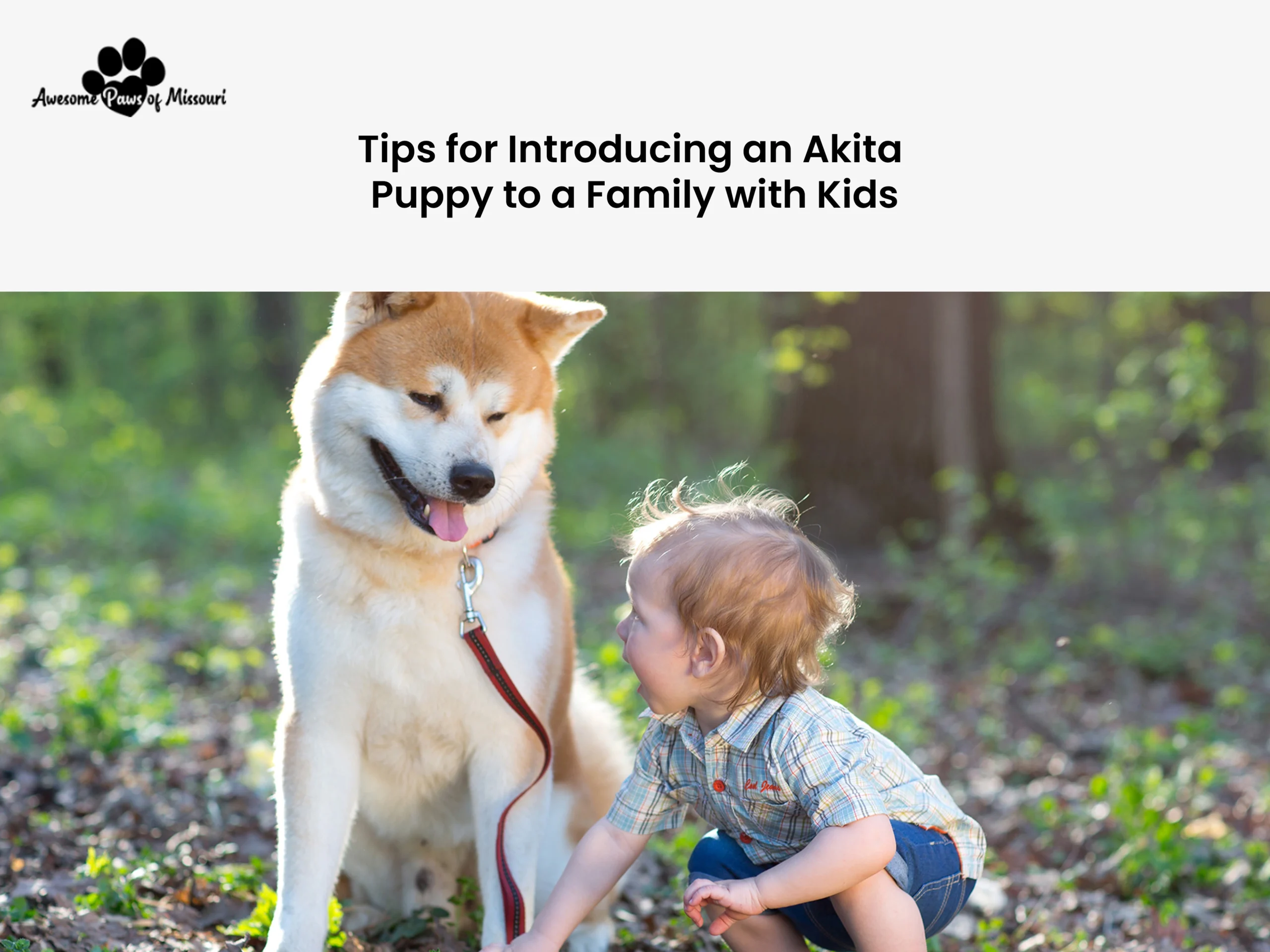 Tips for Introducing an Akita Puppy to a Family with Kids