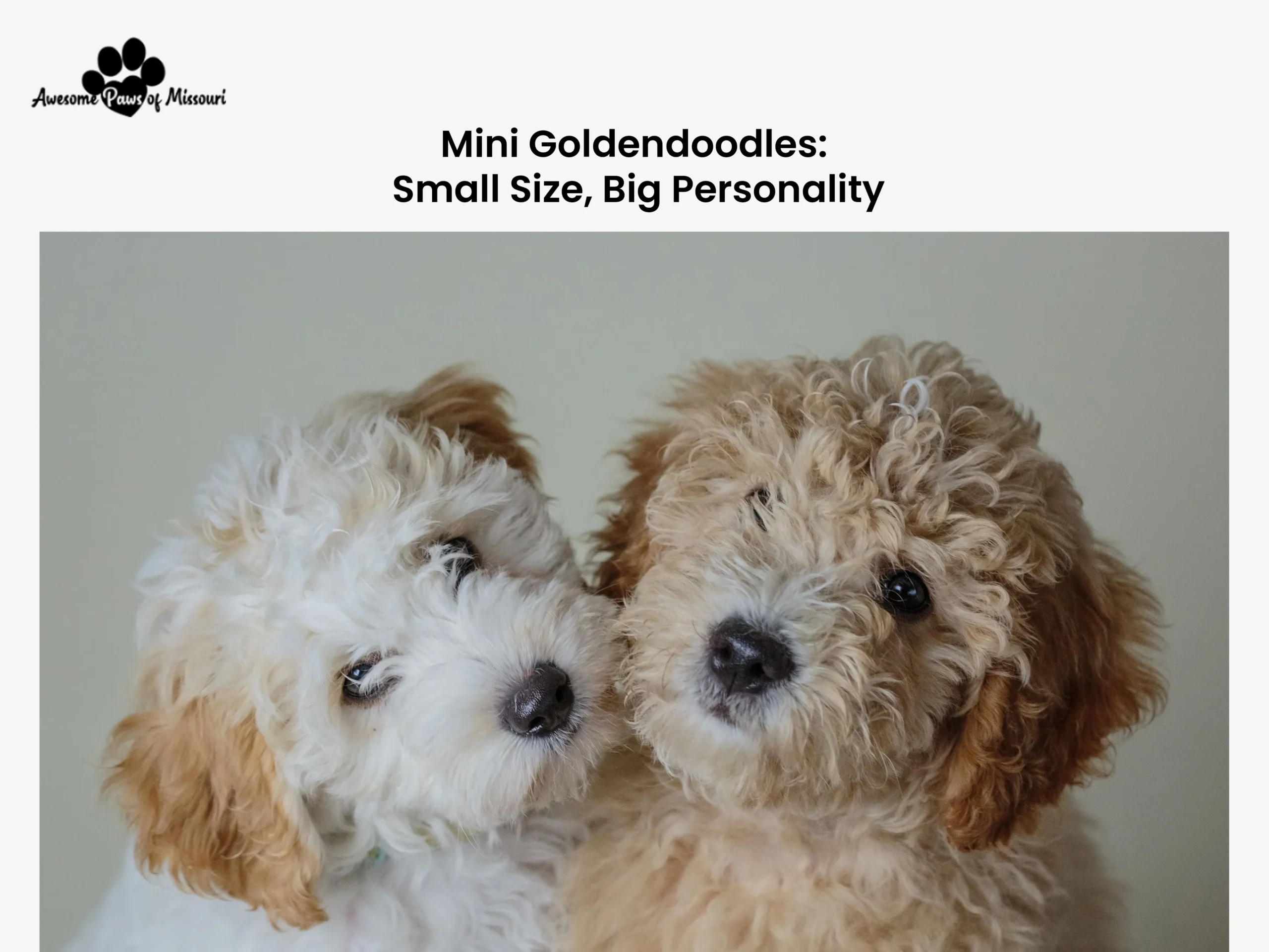 Mini Goldendoodles: Small Size, Big Personality